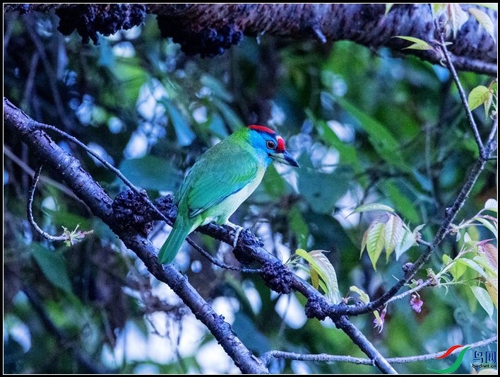 ��������ľ��