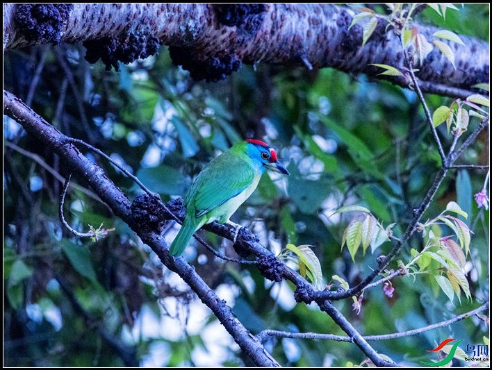 ��������ľ��