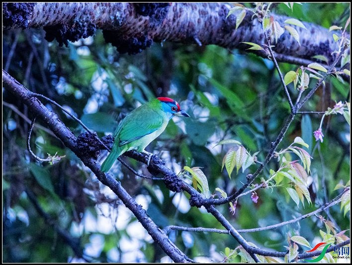 ��������ľ��