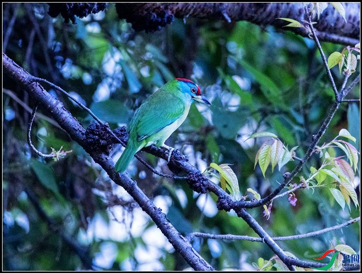 ��������ľ��