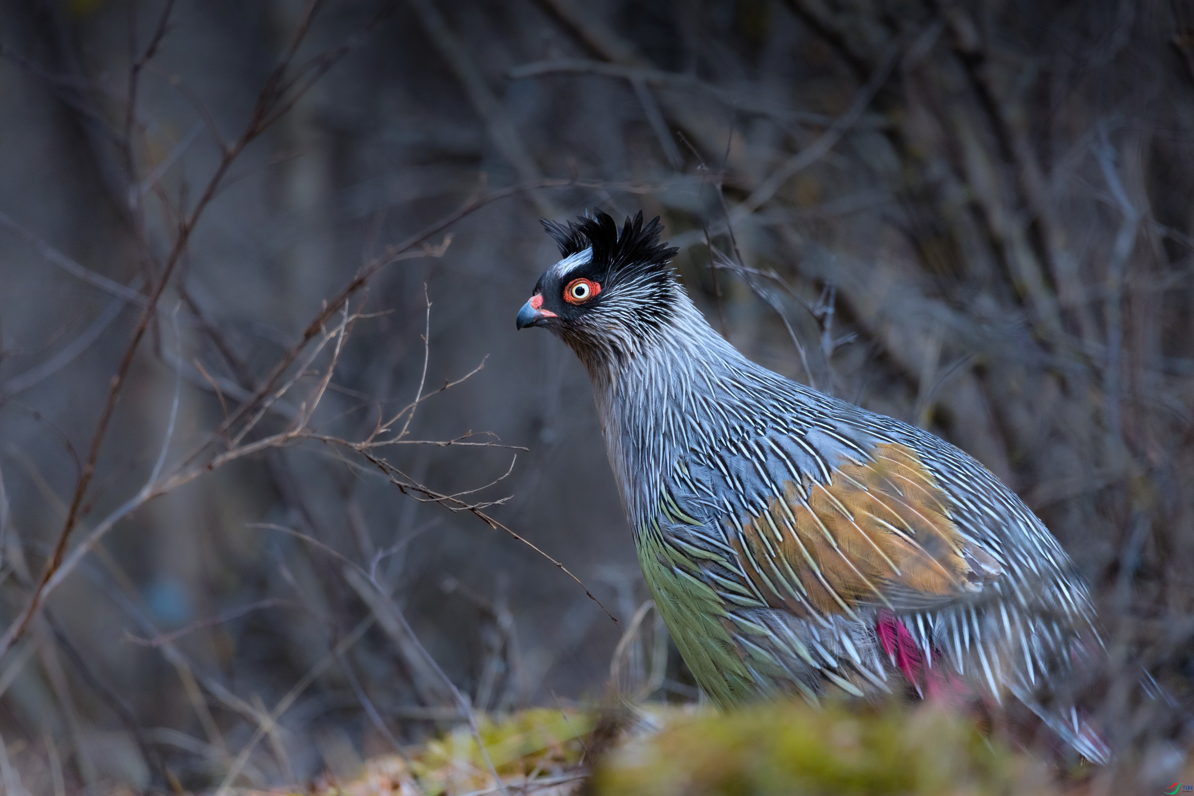 7X5A4262 ���� - ����.jpg