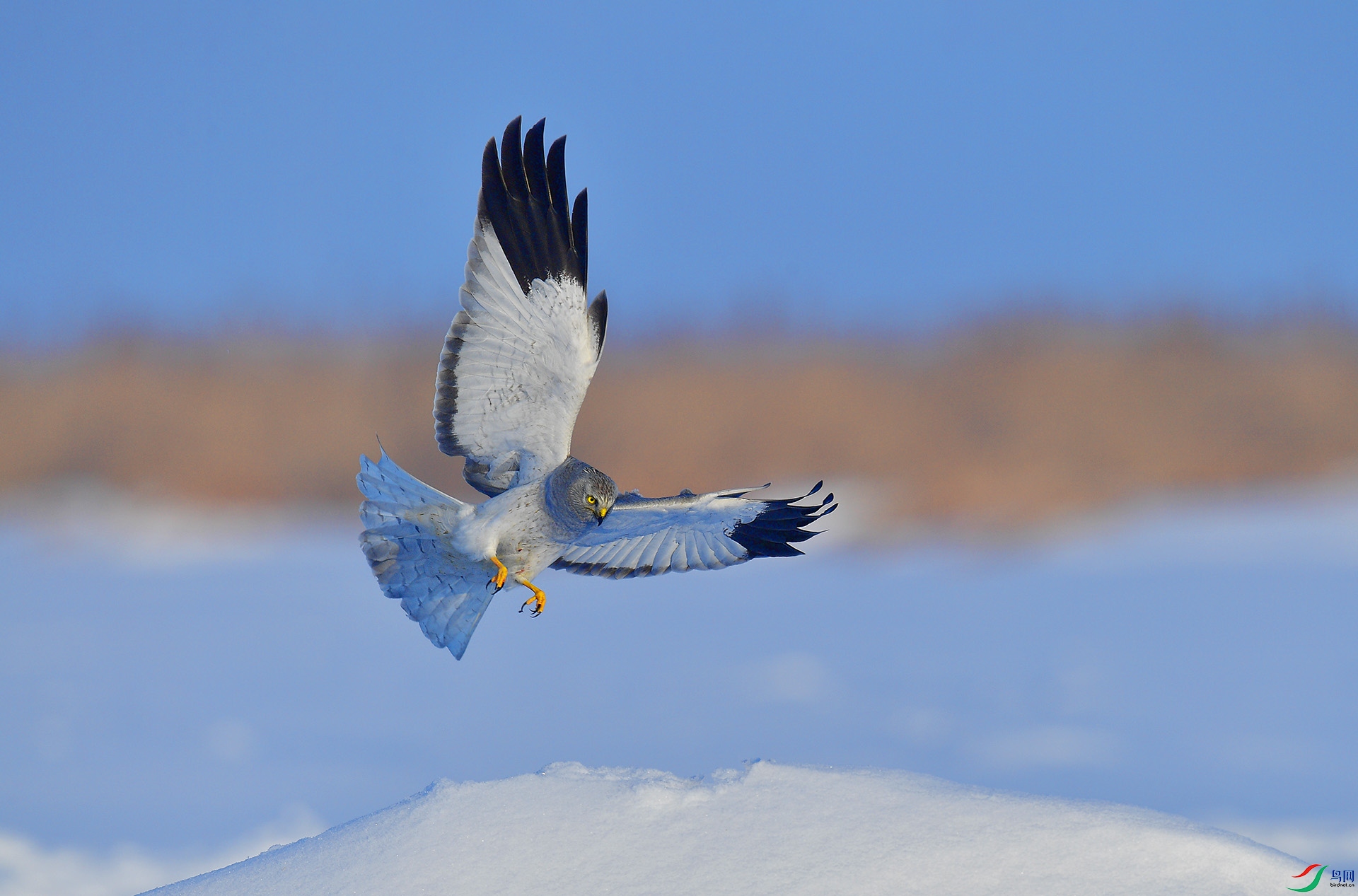 DSC_2981 -1.jpg