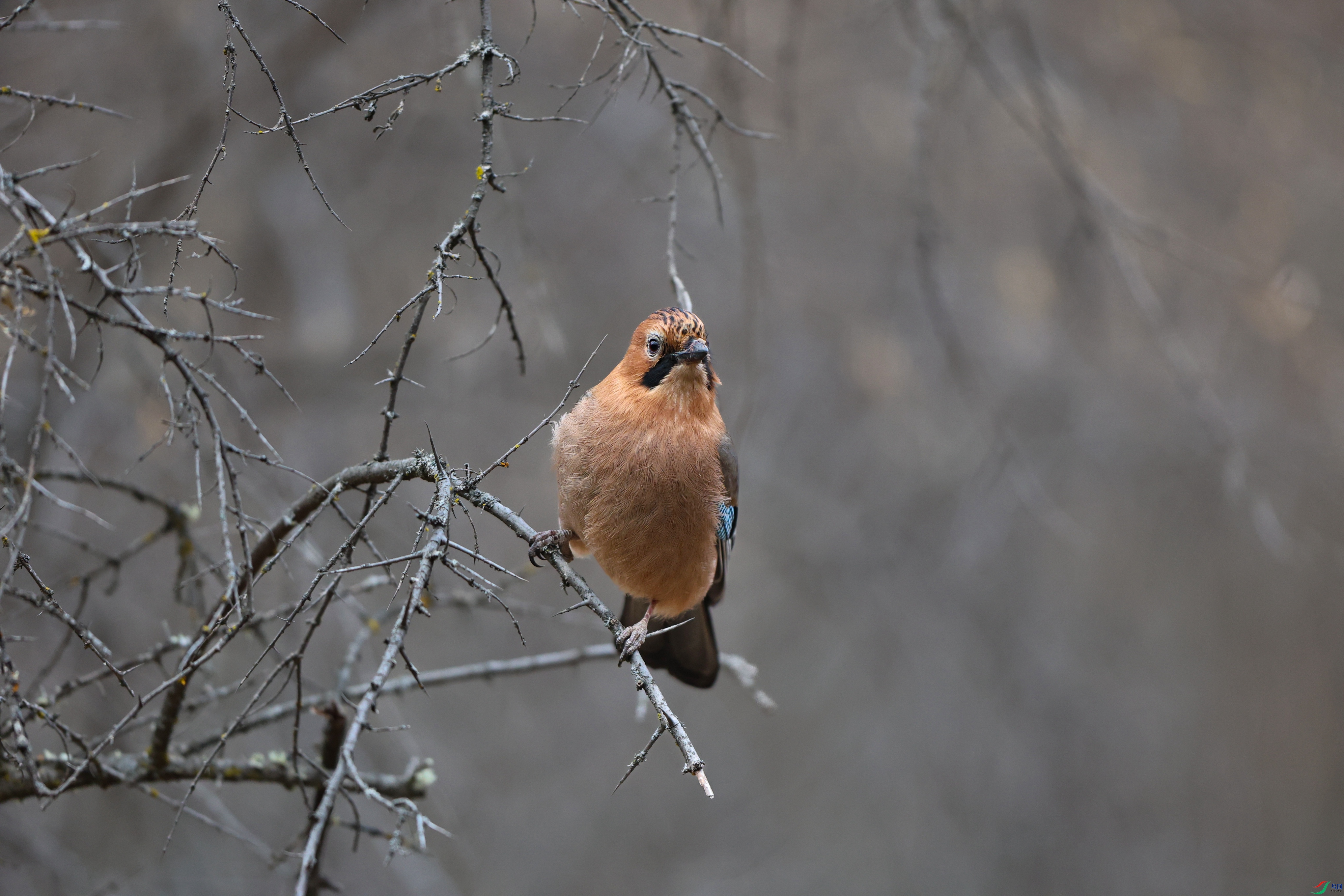 7X5A0553 - ����.JPG