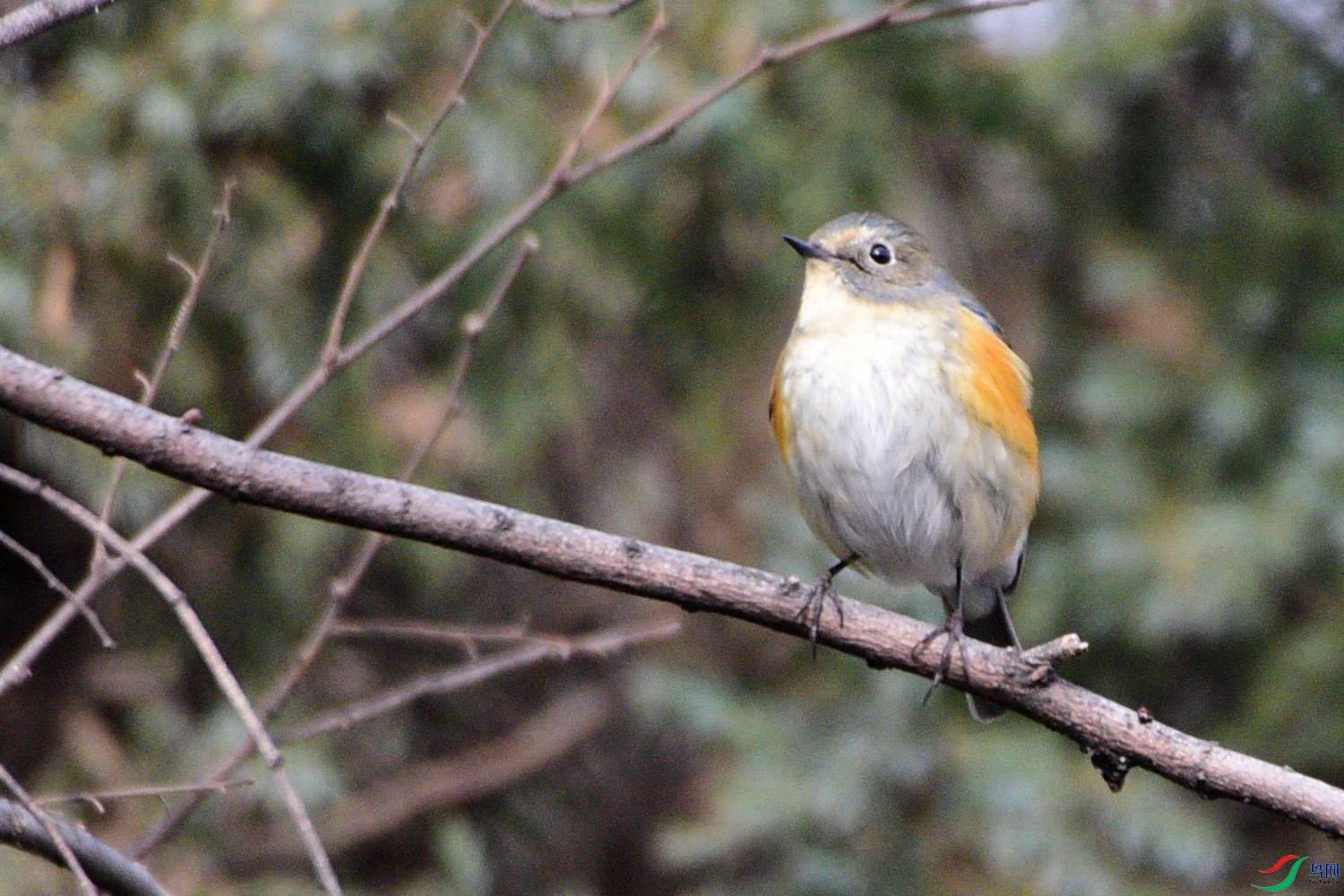 DSC_5337.JPG