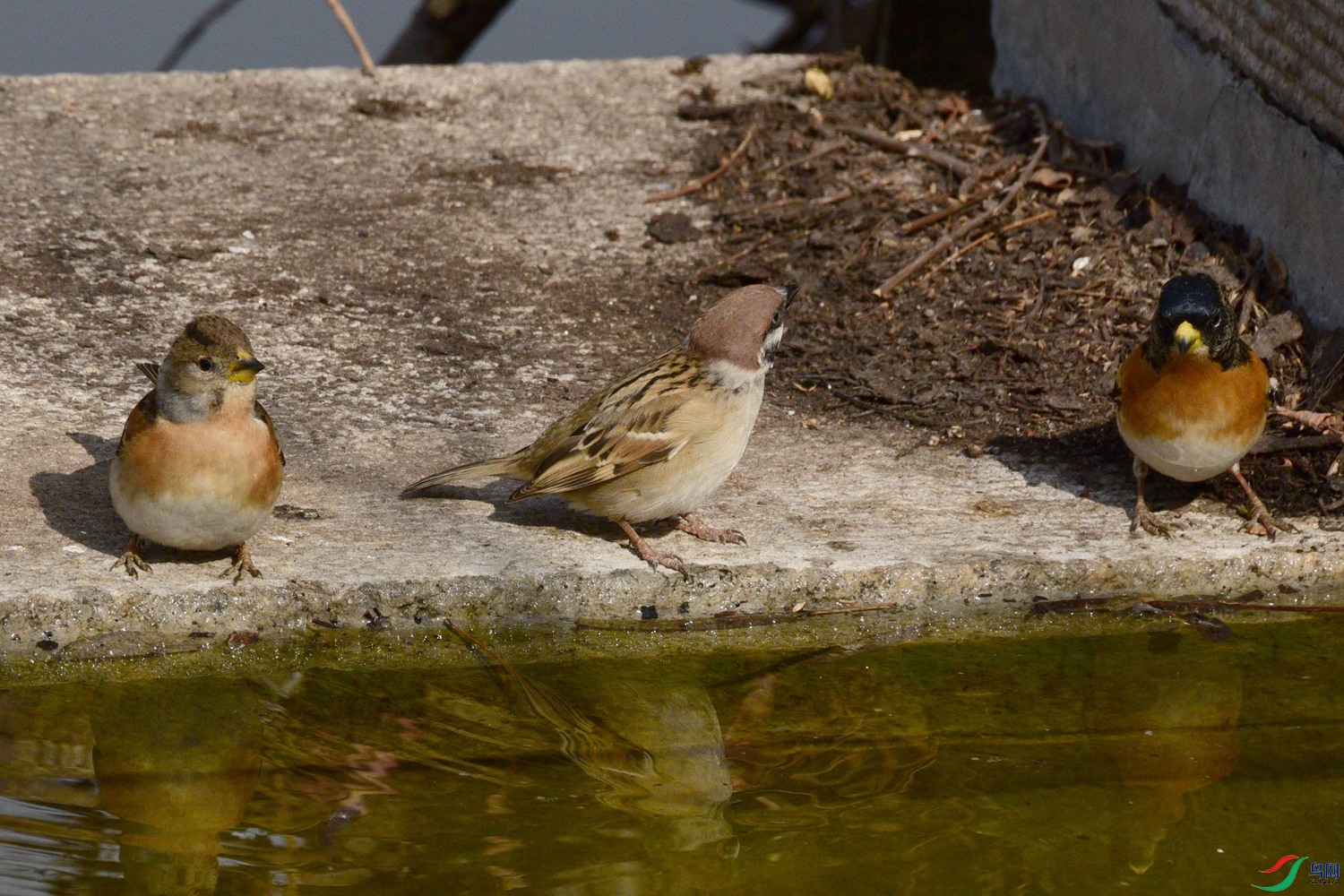 DSC_5376.JPG