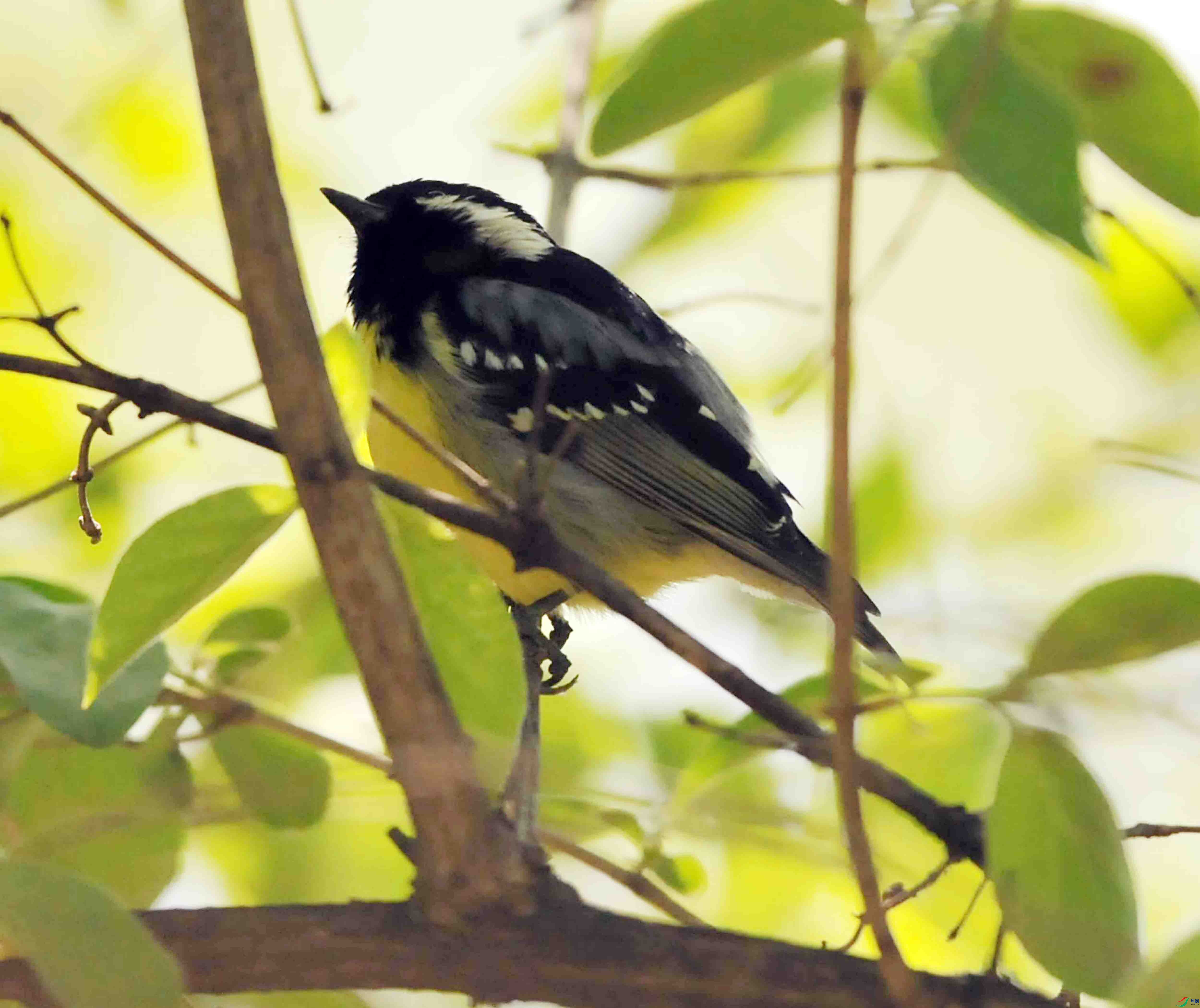 DSC_7383.JPG