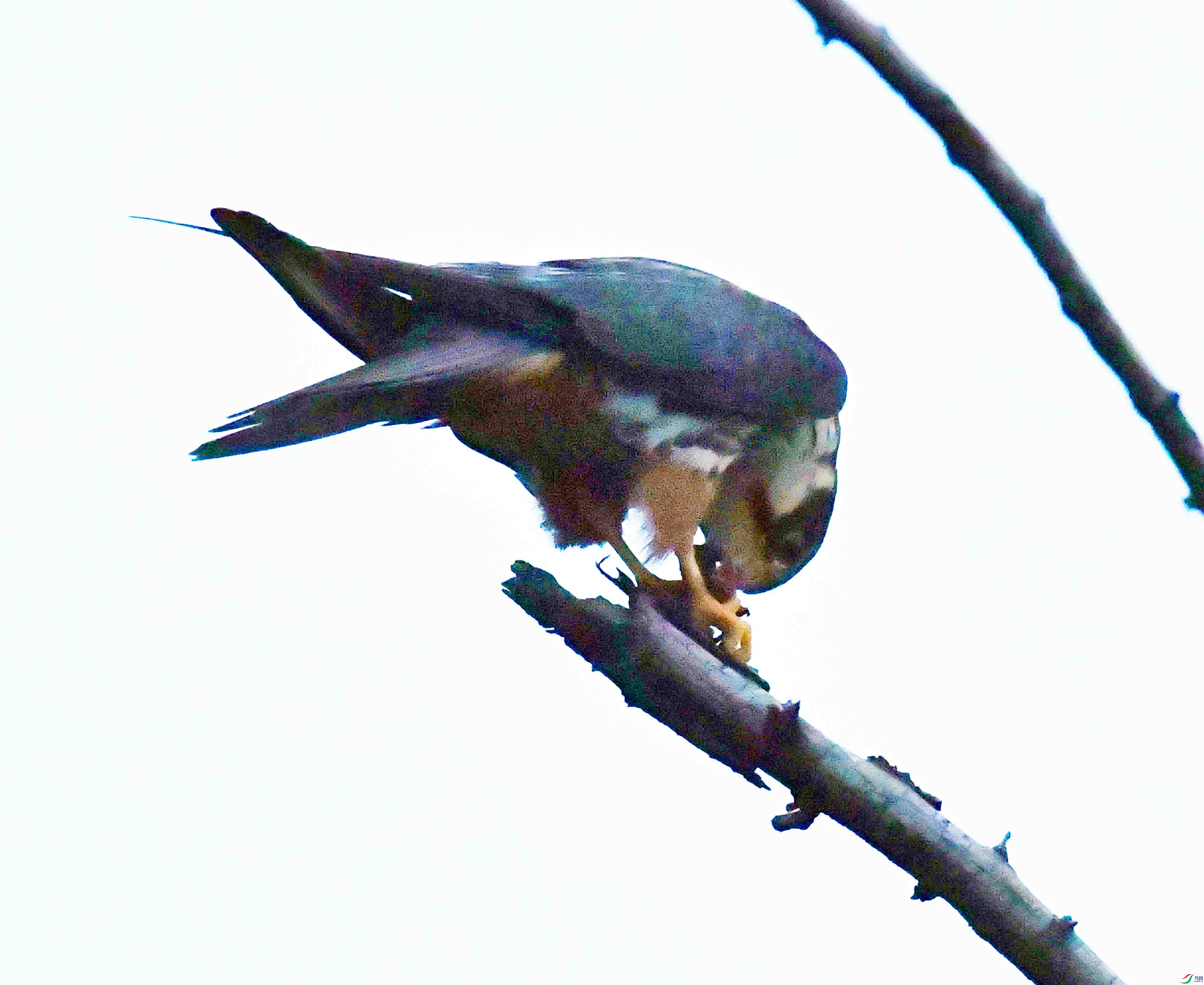 DSC_4931.JPG