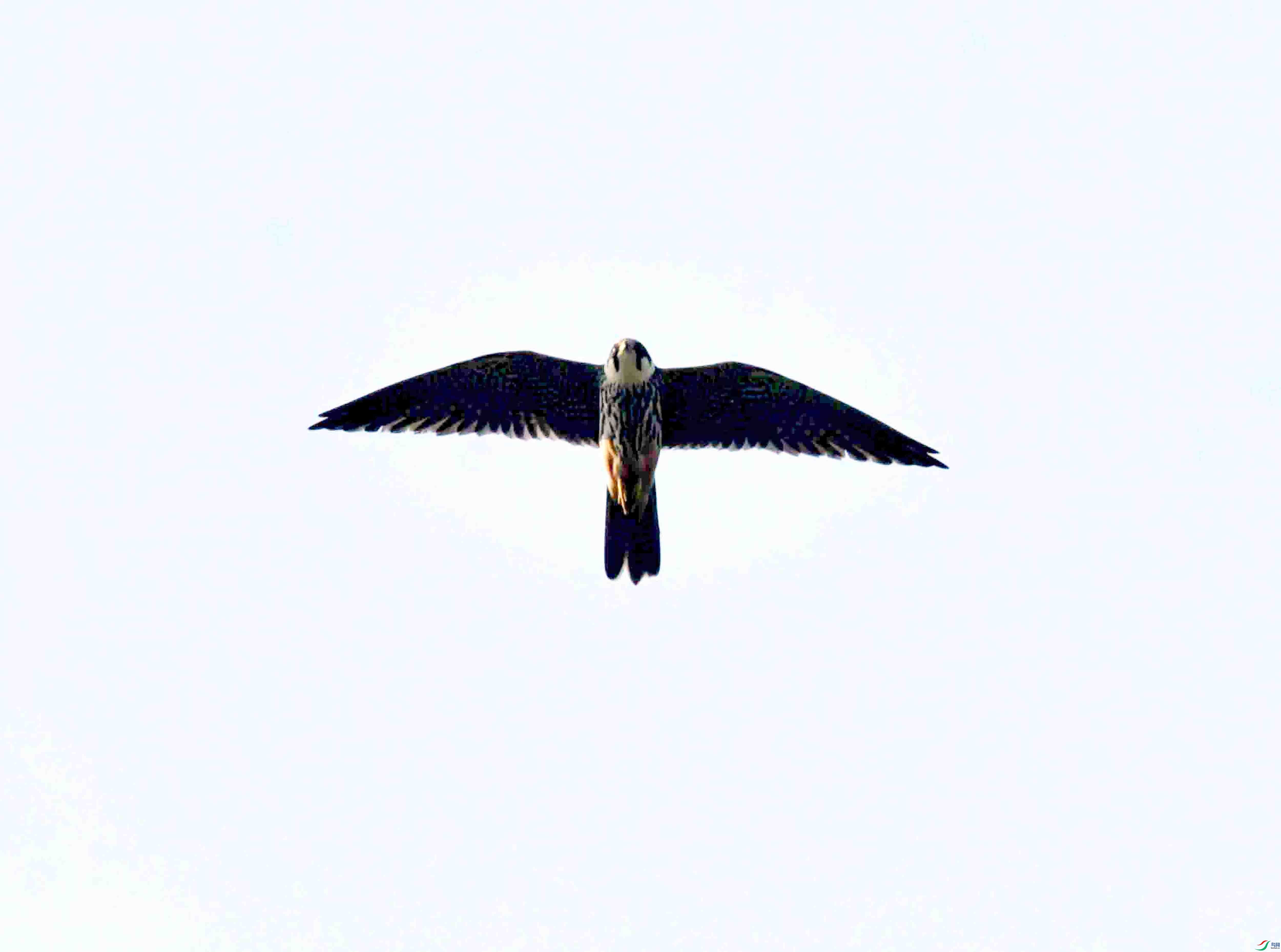 DSC_7846.JPG