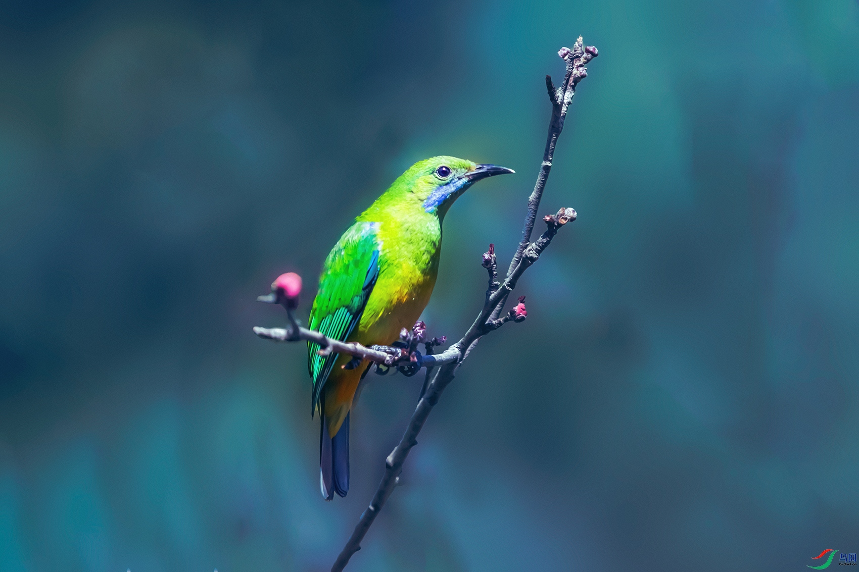 �ƹڳȸ�Ҷ��----��ռ÷��