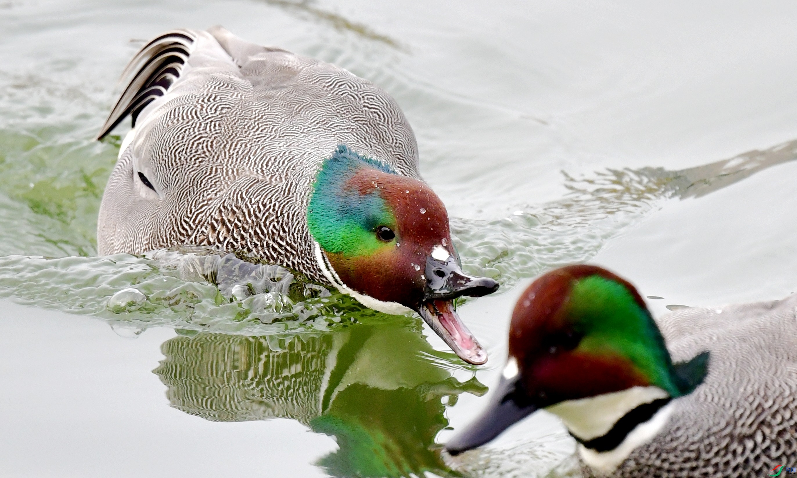 DSC_9296_conew3.jpg
