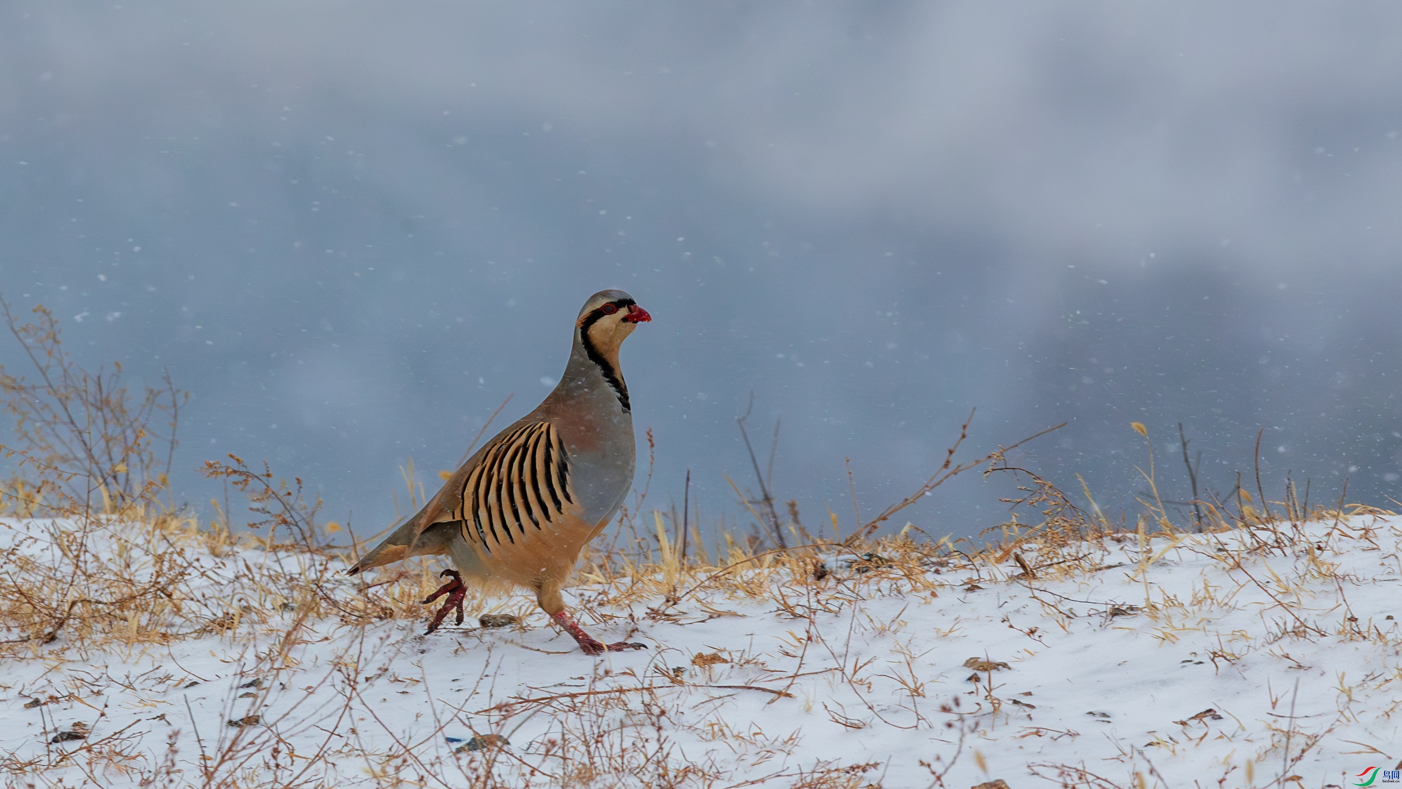 A40I5247-1��.jpg
