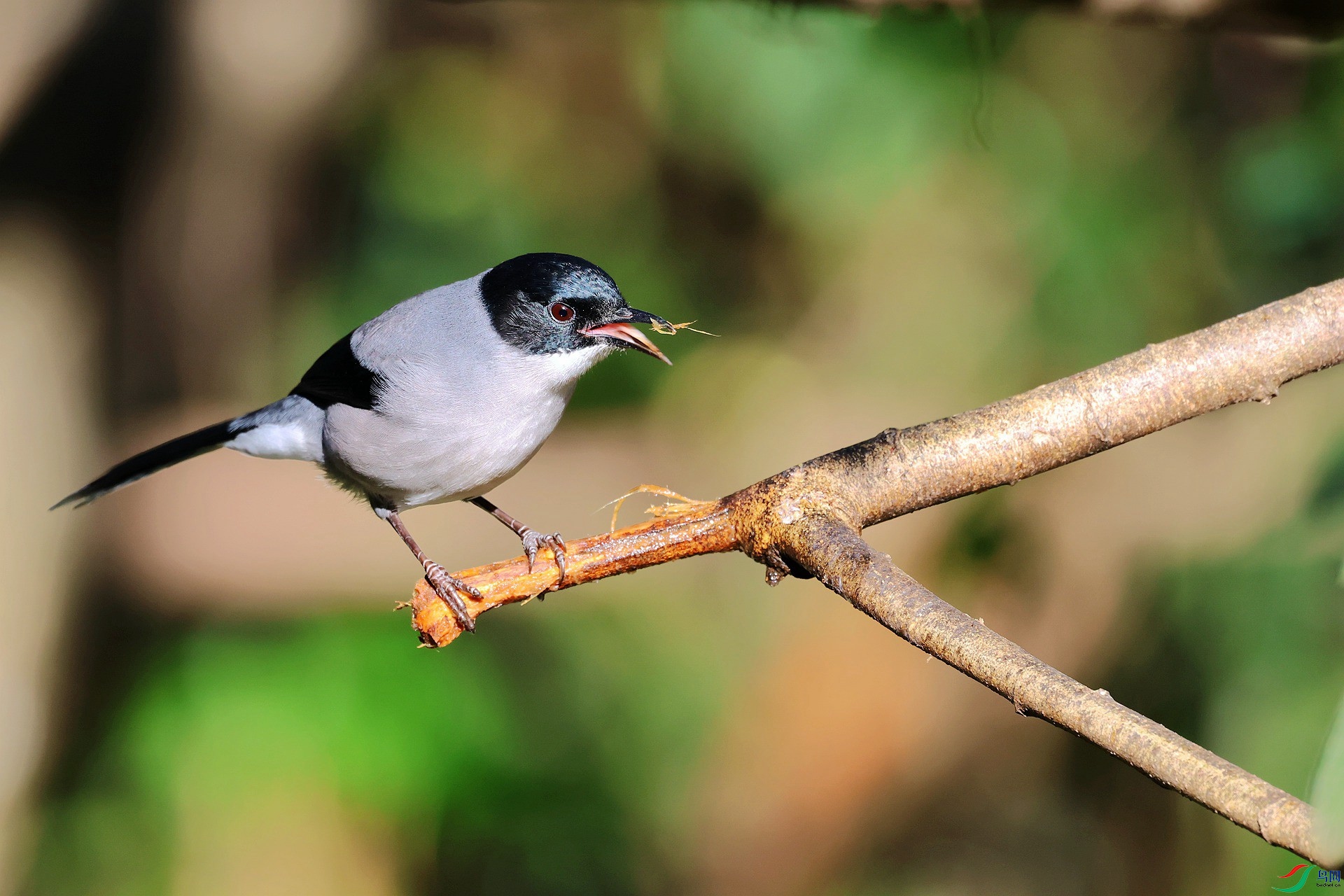 ��ͷ����