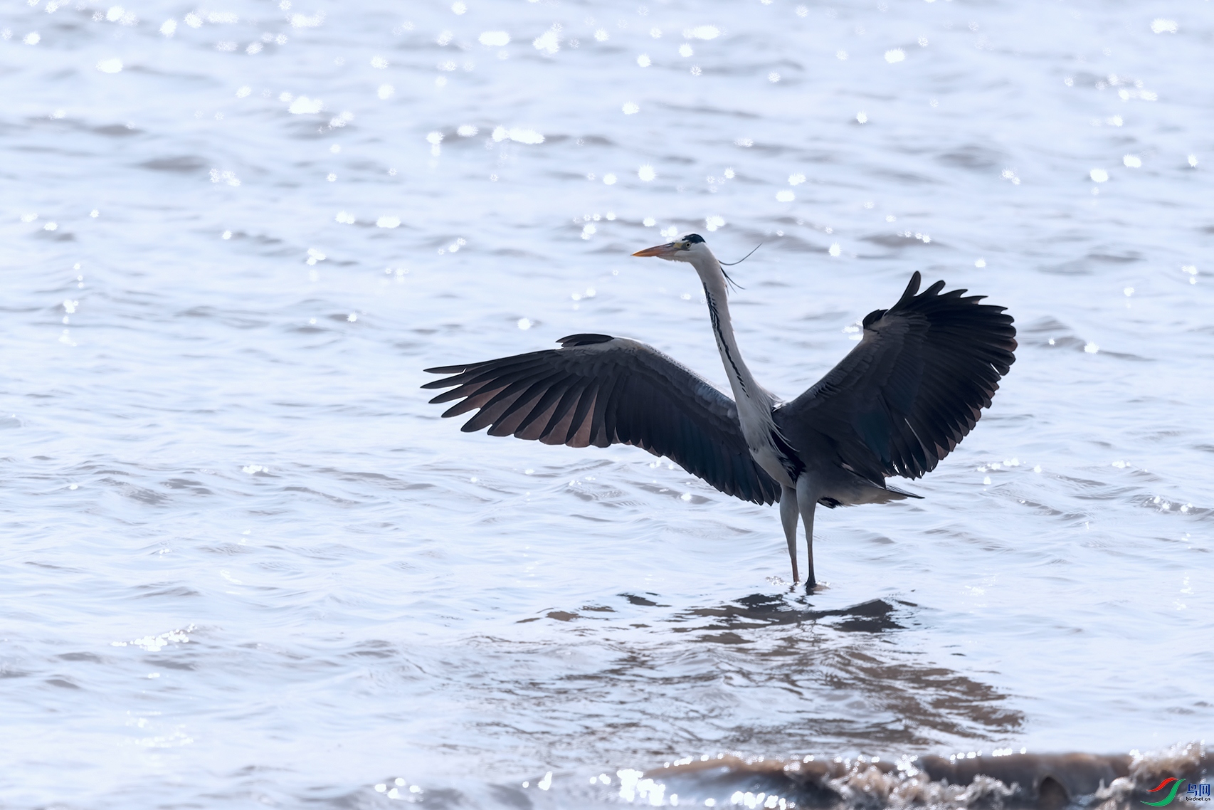 DSC_9241_DxOa.jpg