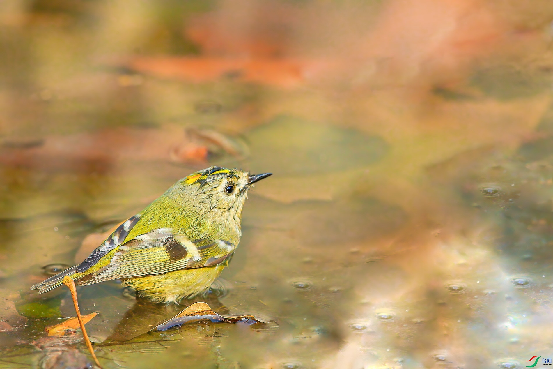 AQ4P6428-1.jpg