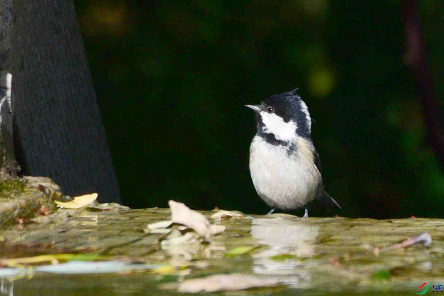 DSC_9555.JPG