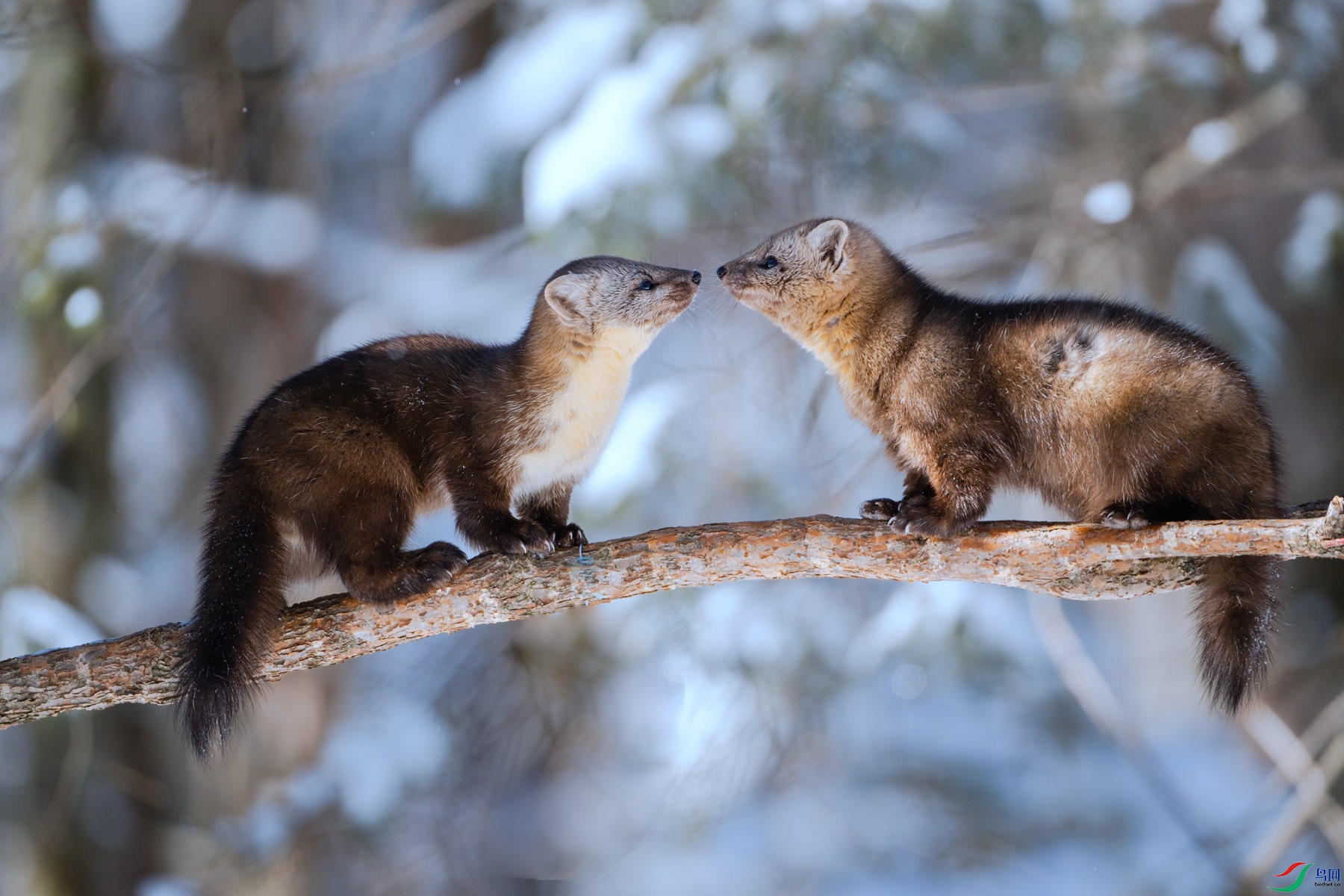 DSC_1262 ����_����.jpg