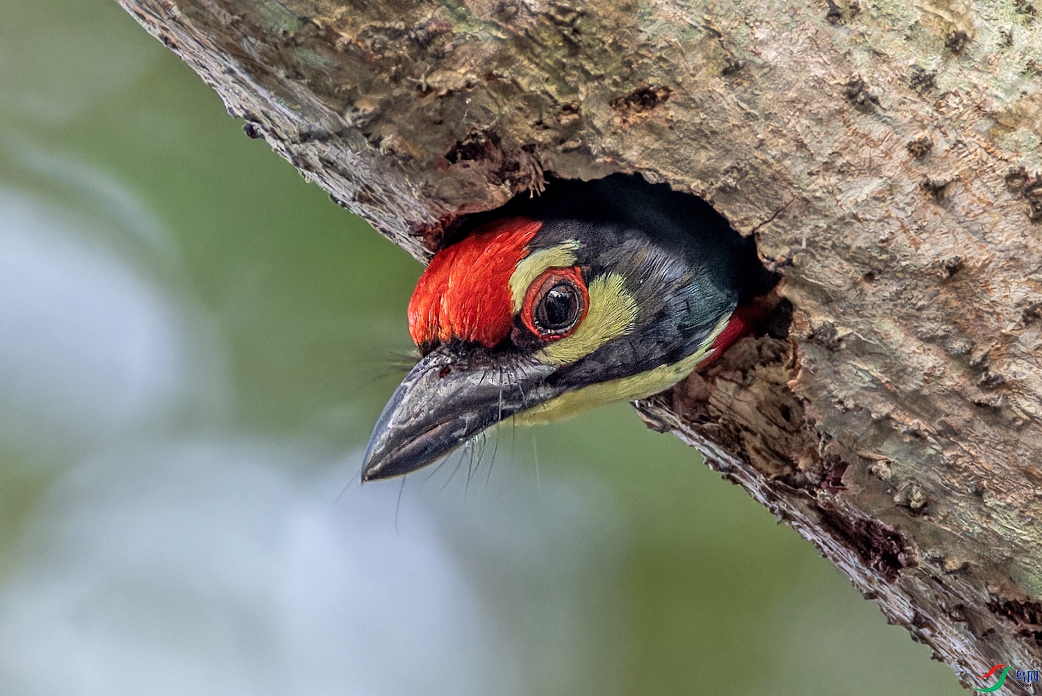 _97A0953-CR3 copy.jpg