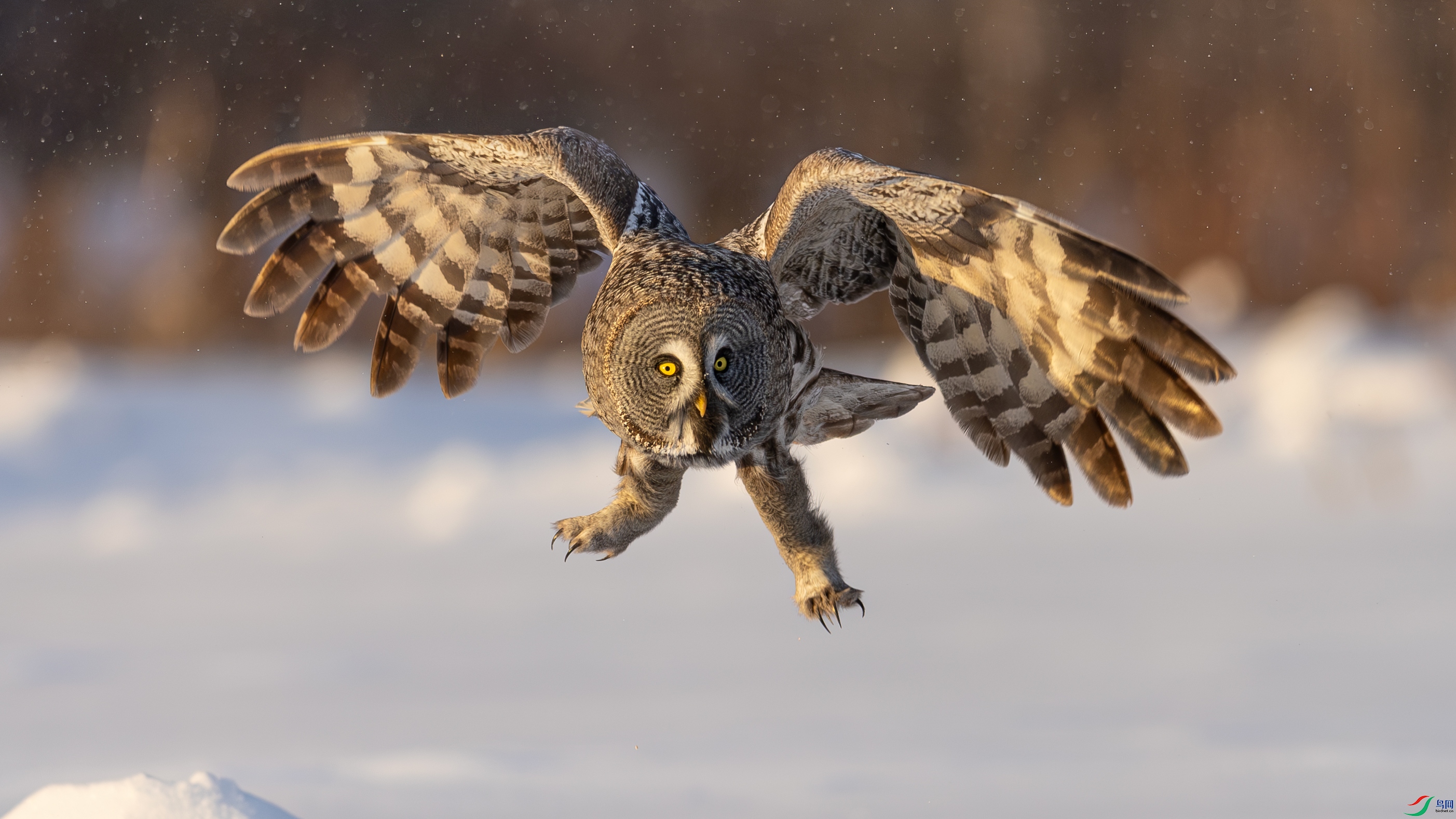 0P8A5352-����ǿ-NR.jpg