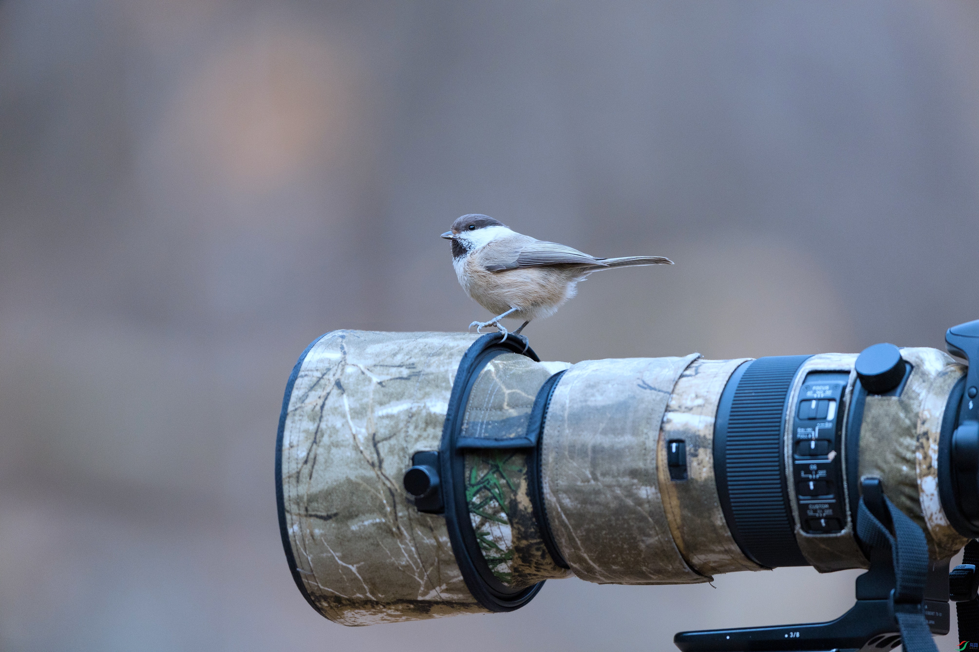 7X5A0324 ���� - ����.jpg