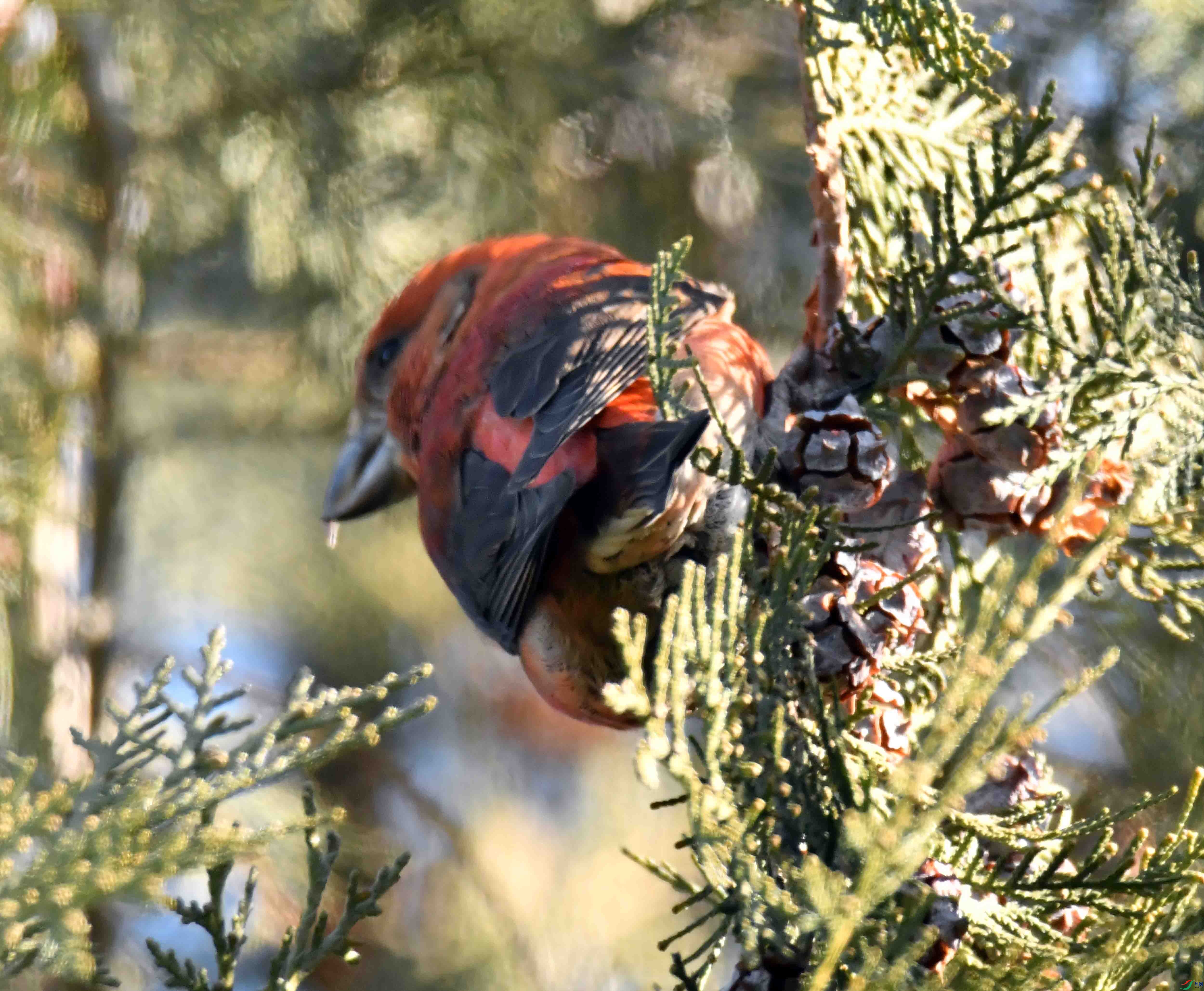 DSC_6944.JPG