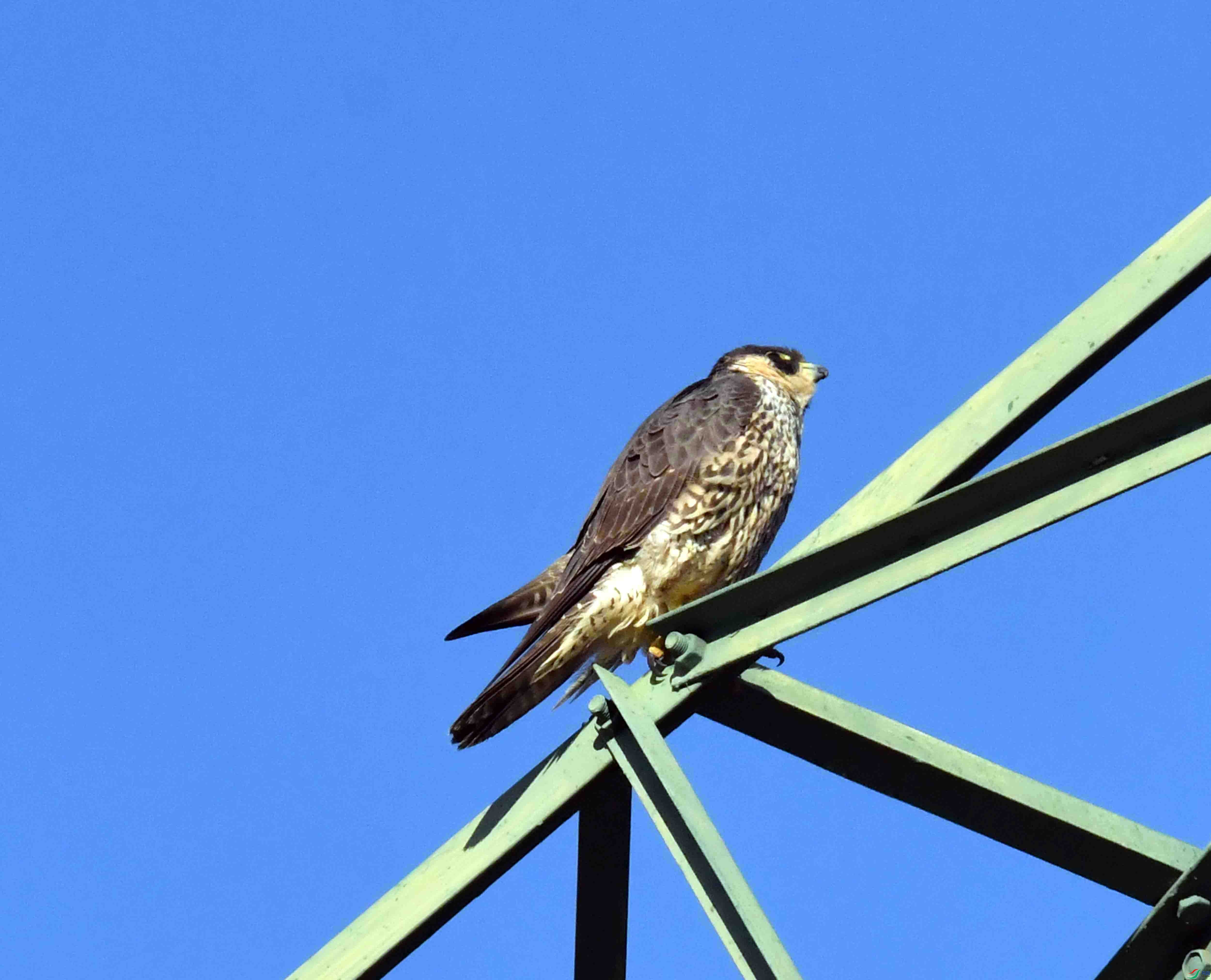 DSC_9286.JPG