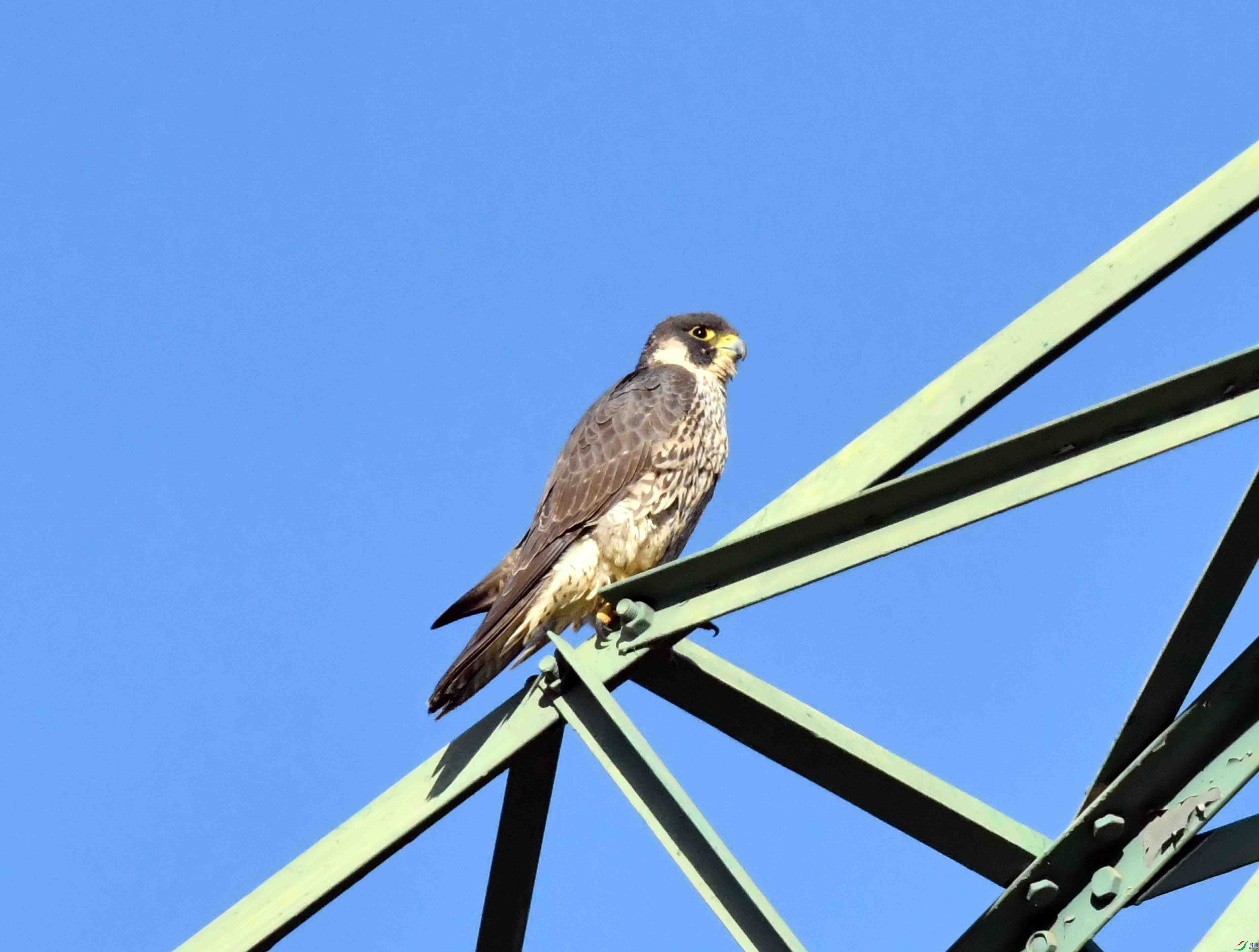 DSC_9308.JPG