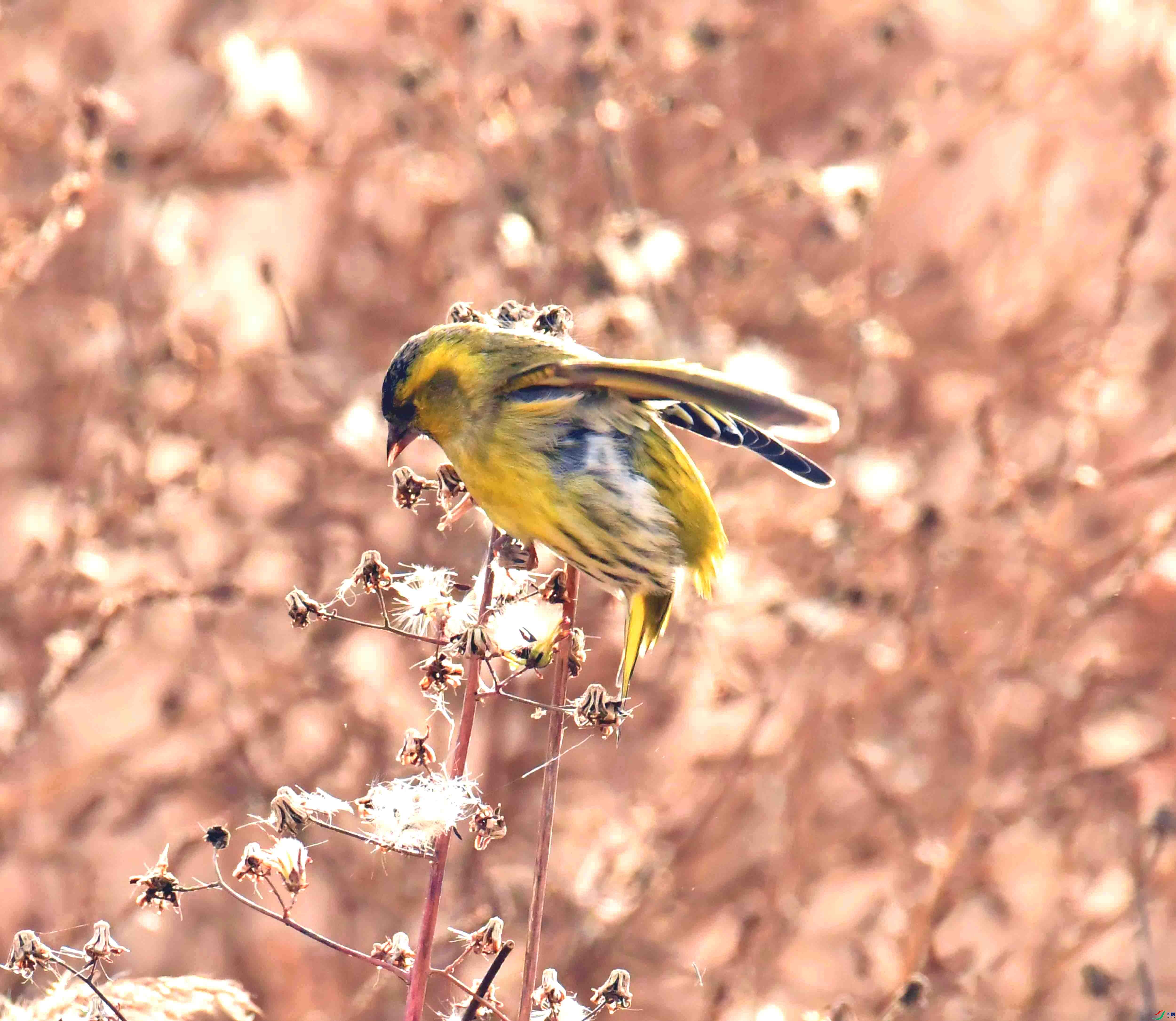 DSC_7385.JPG