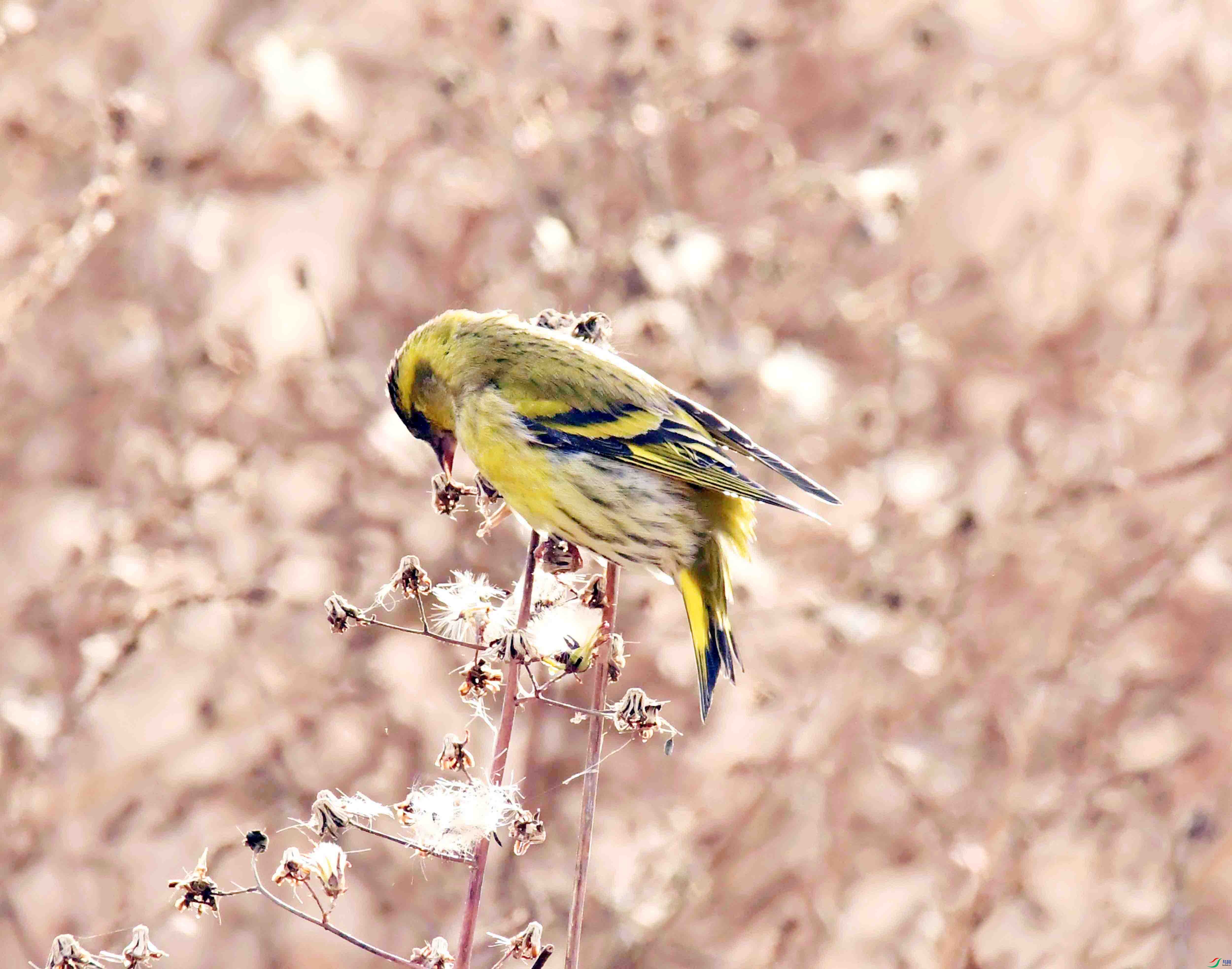 DSC_7387.JPG