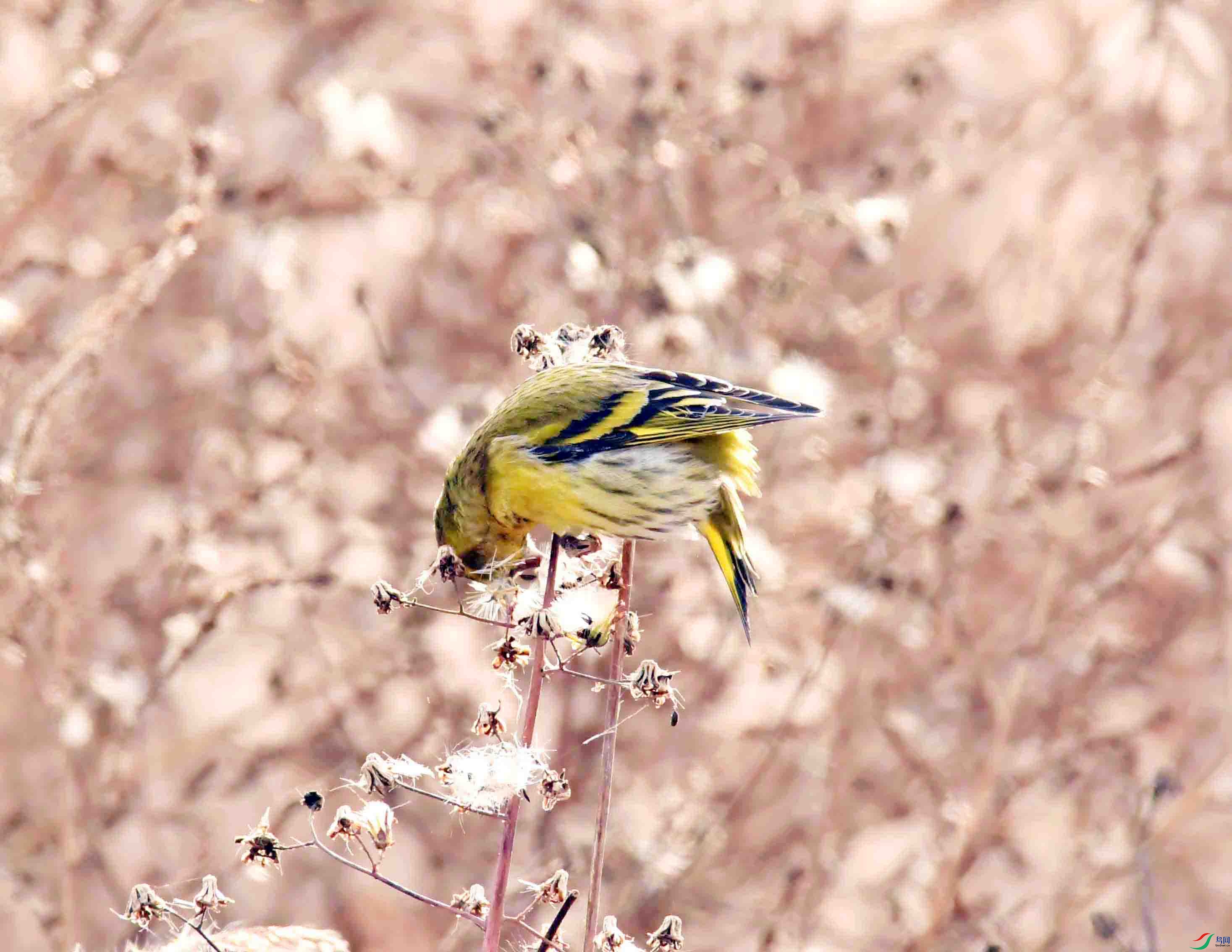 DSC_7397.JPG