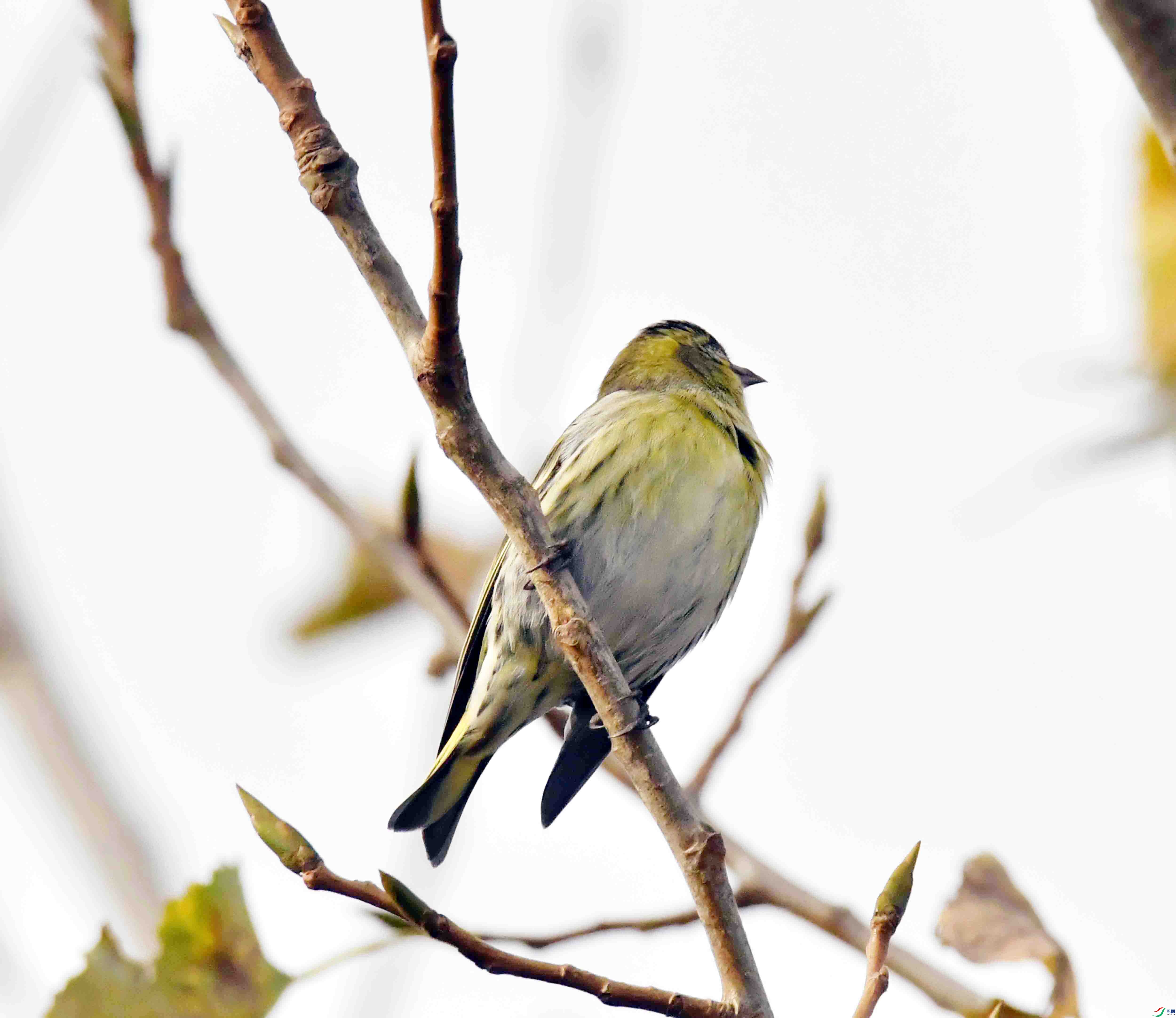 DSC_7413.JPG