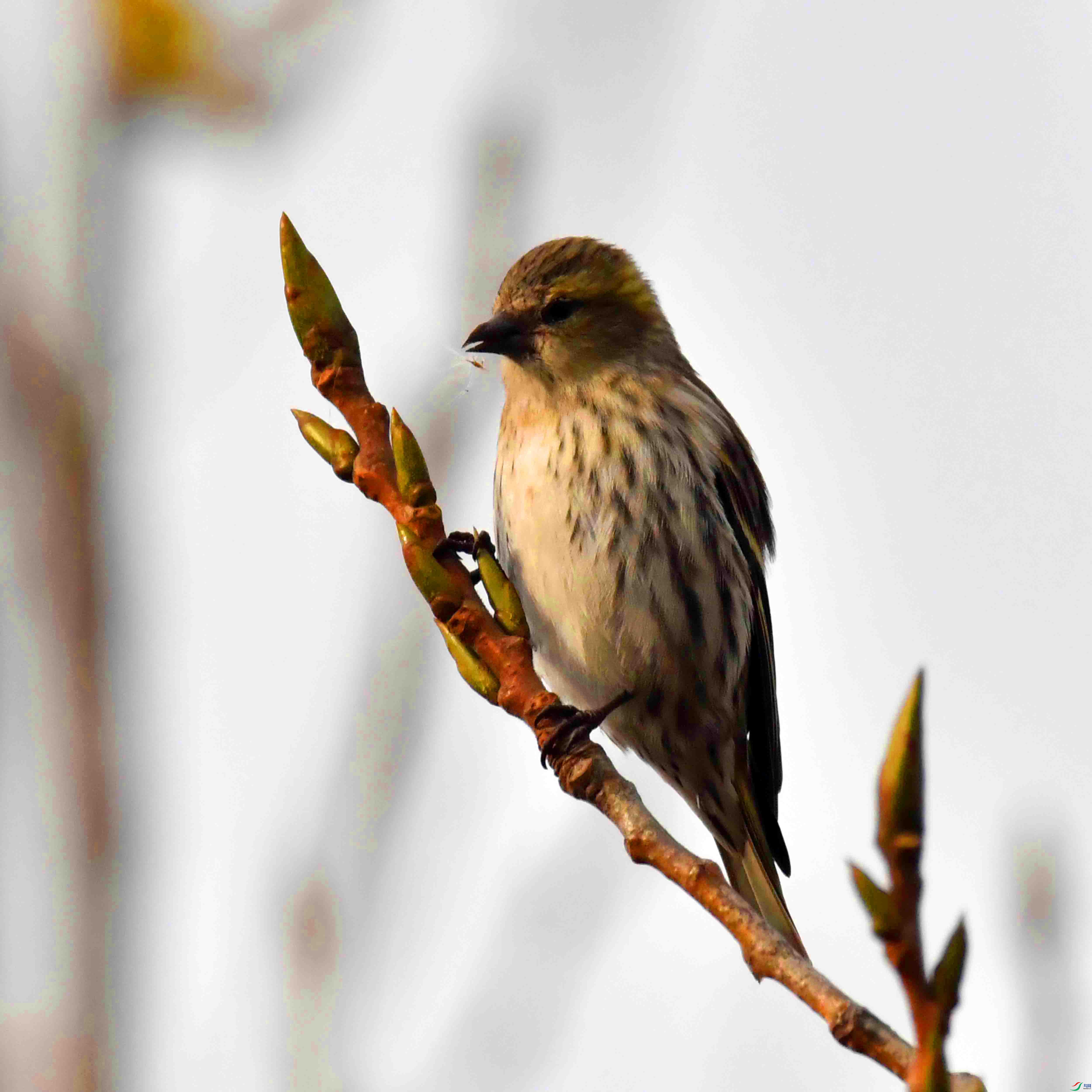 DSC_7423.JPG