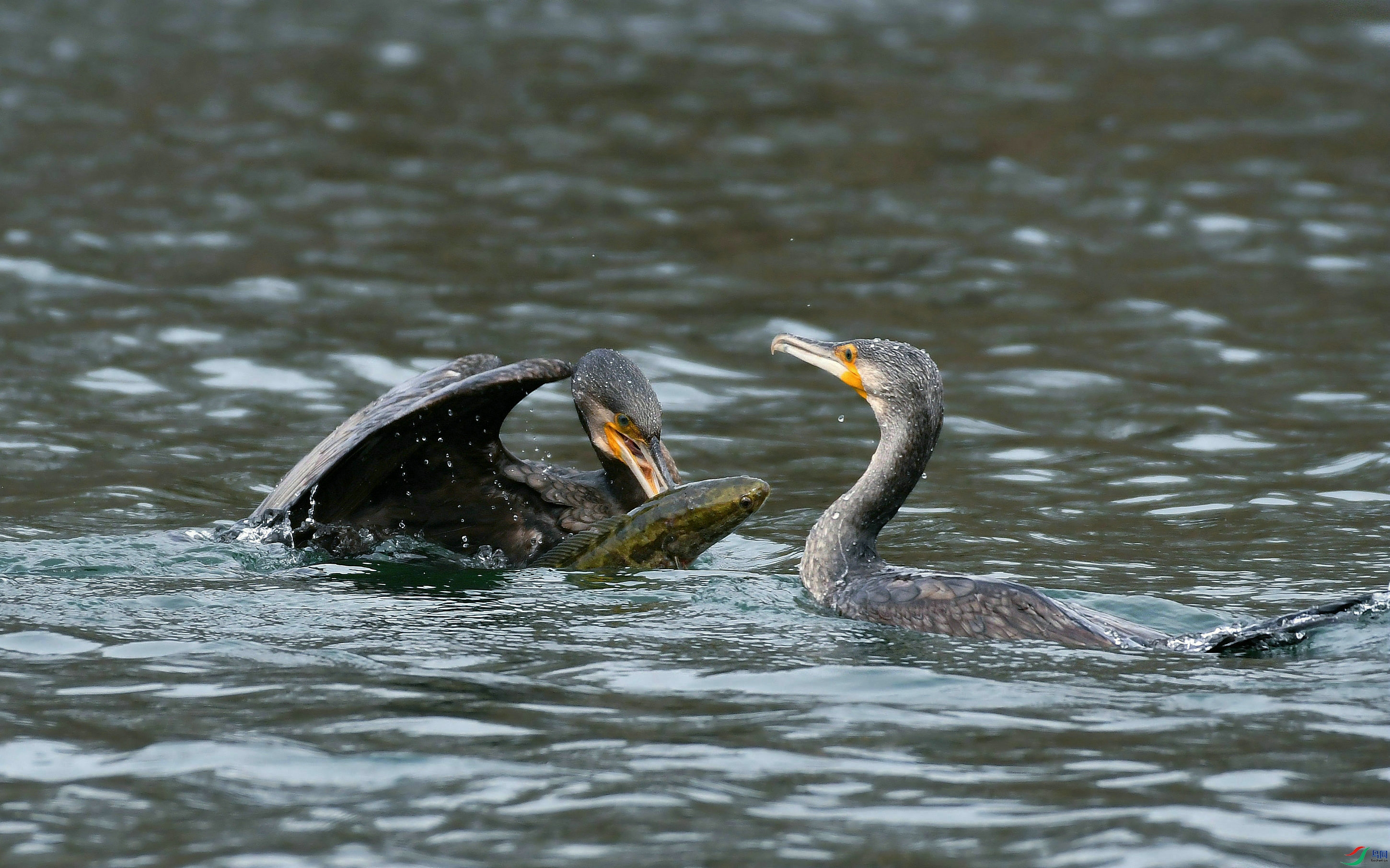 DSC_8465.JPG