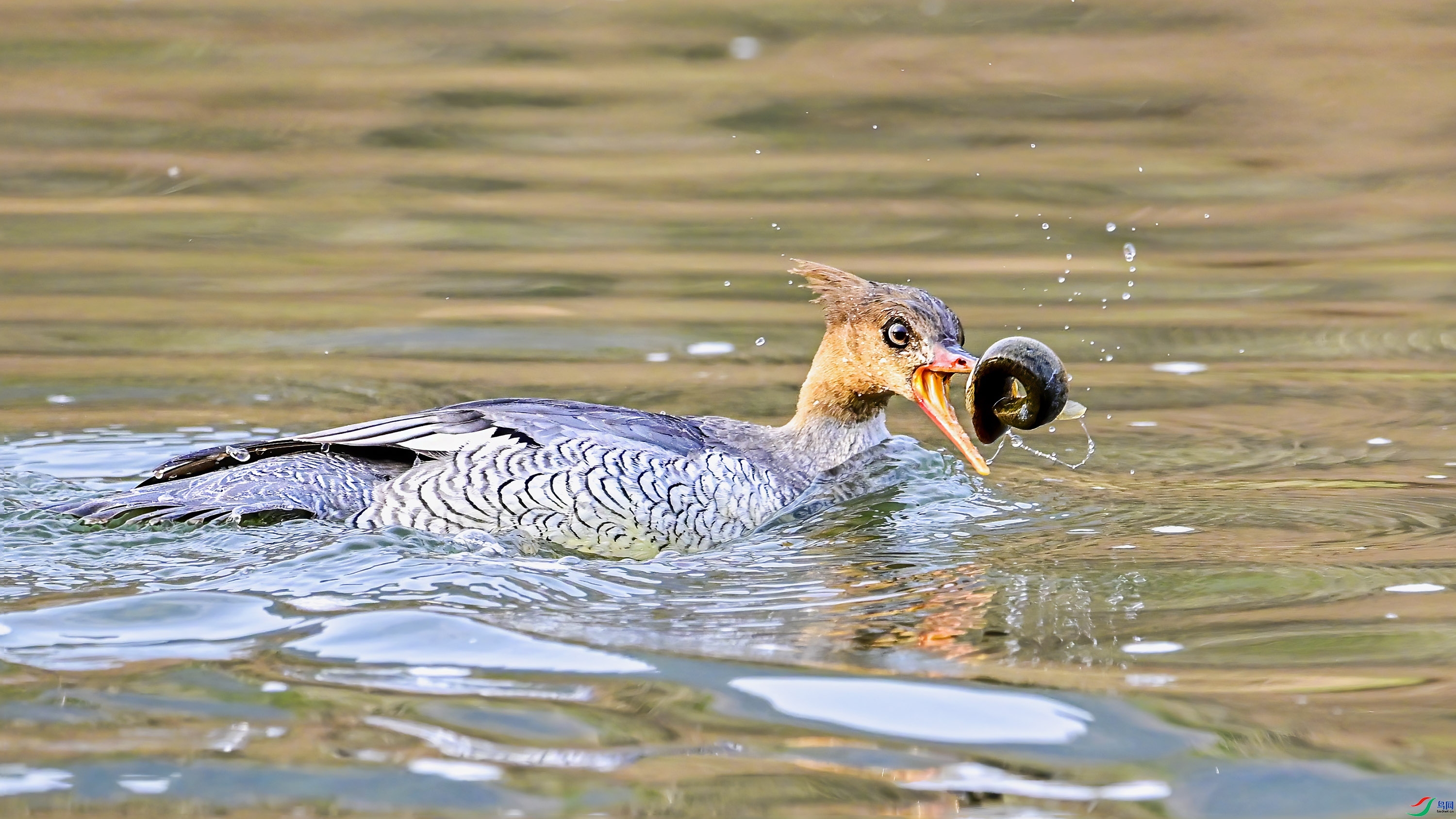 ��ɳѼ ���� wh�ϳ� ��һ.jpg