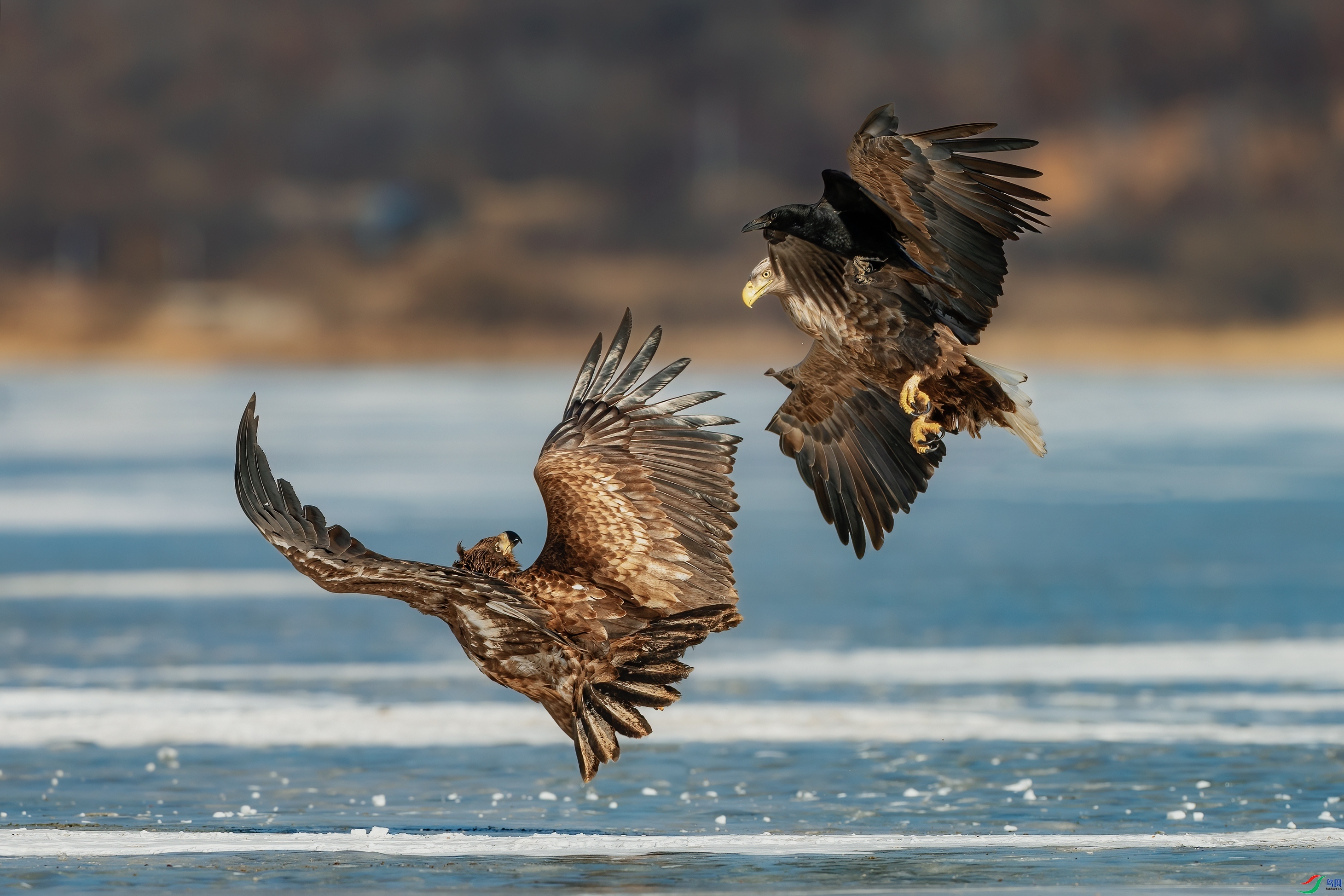 ��Ϊ�ϲ� ���� ��־���� ��һ.jpg