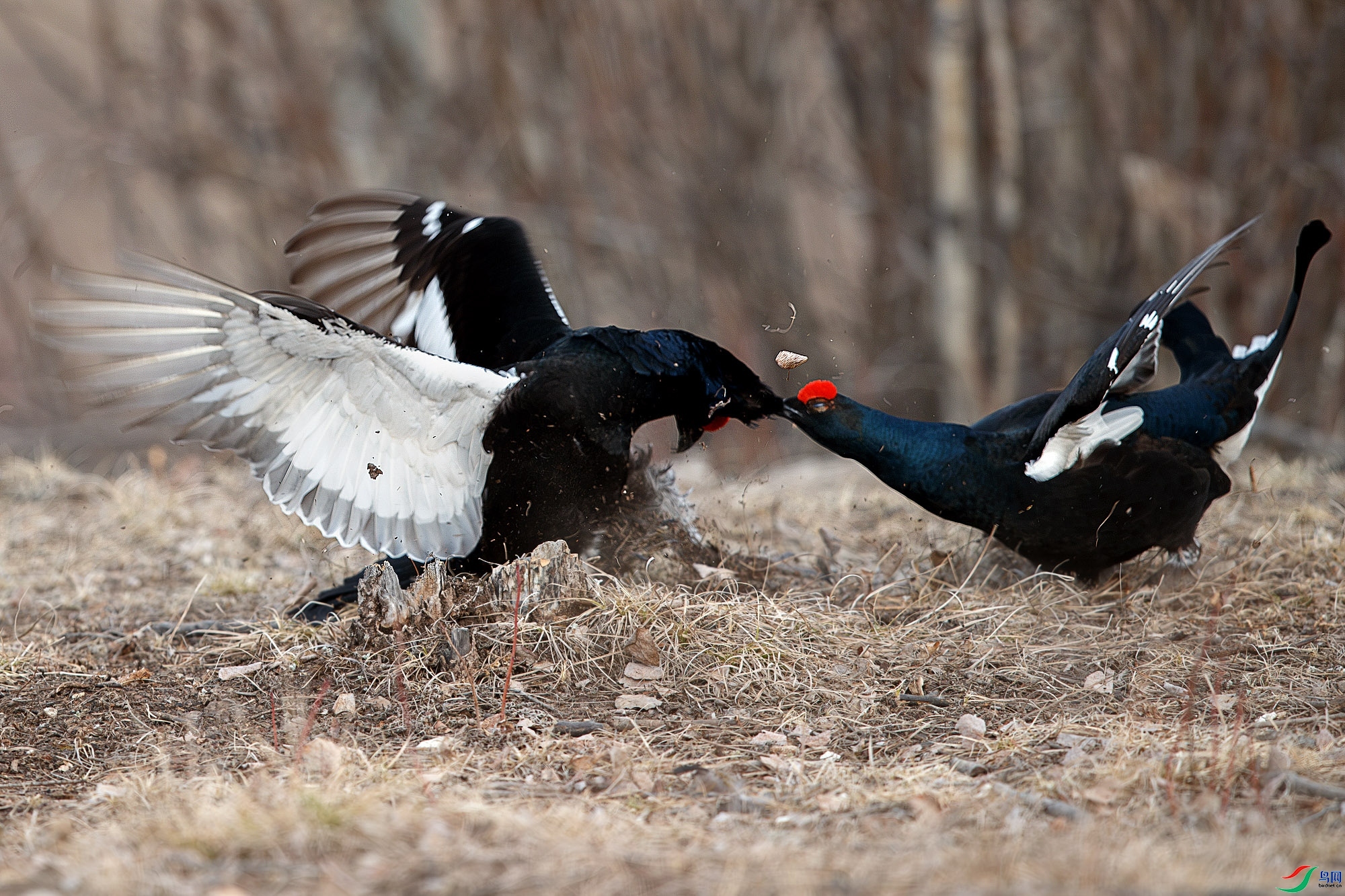 ҧס���� ���� ѧ�� ����.jpg