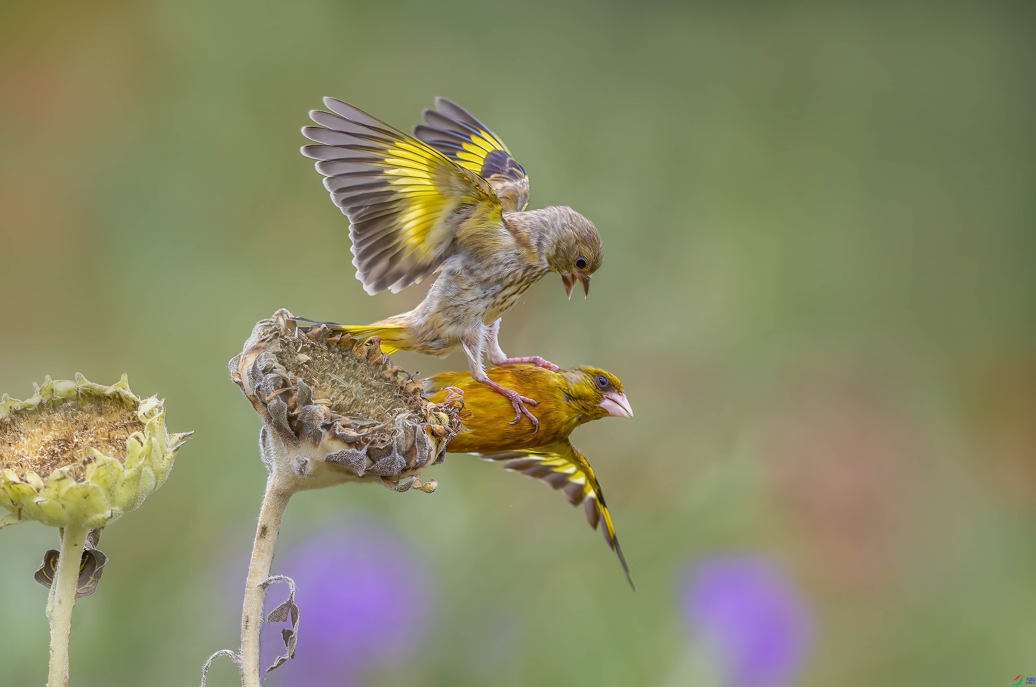 ��˿ȸ ���� �ܸ� ����.jpg