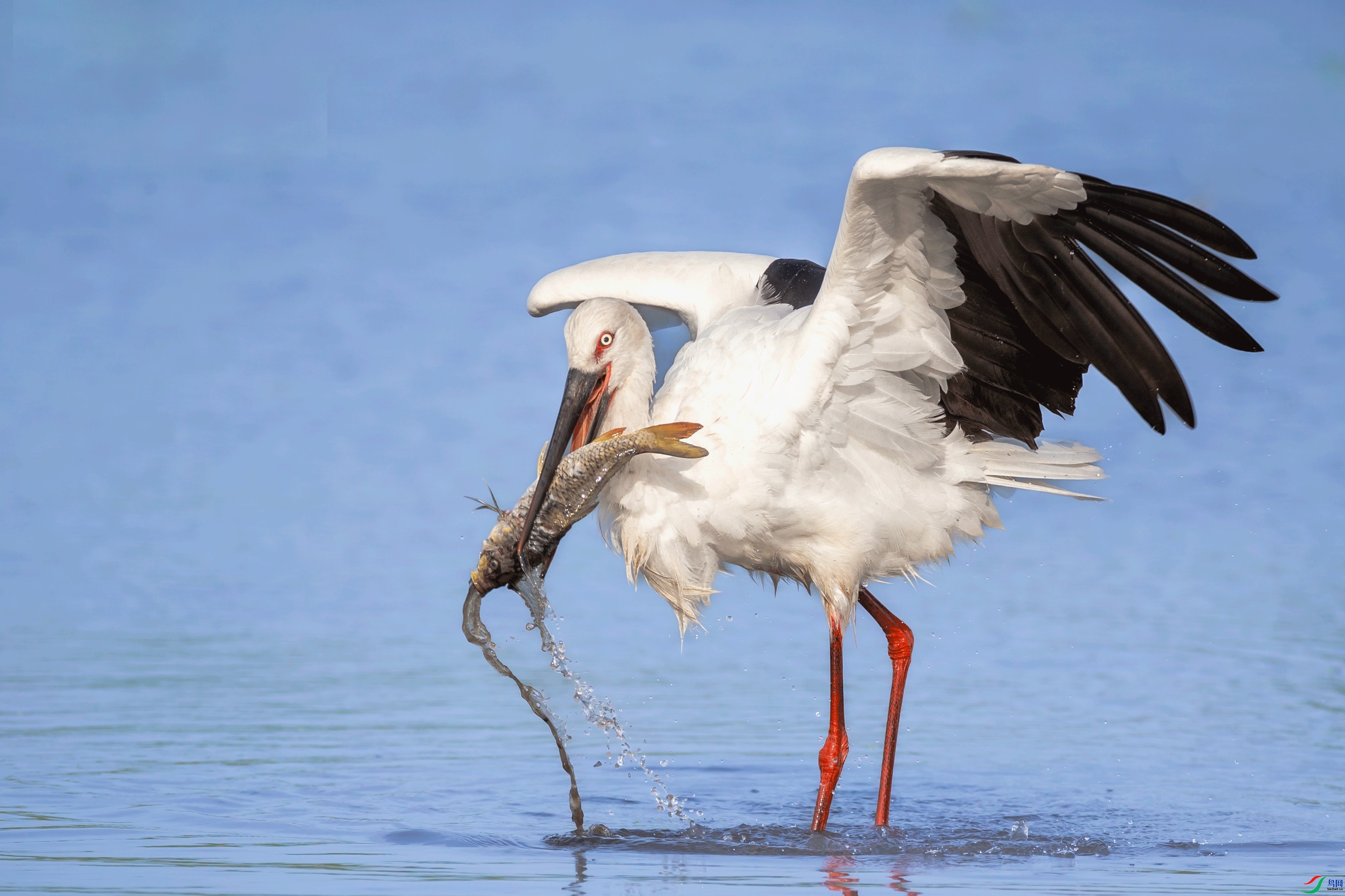 �����ʳҪ�ȿ�ˮ  ���� ���  ����.jpg