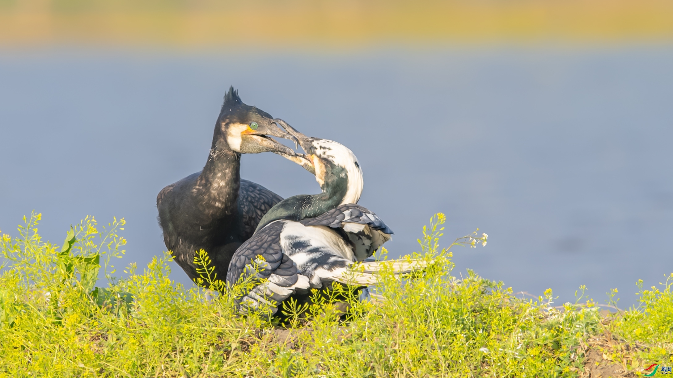 ���۵���  ���� ������ͷ ����.jpg