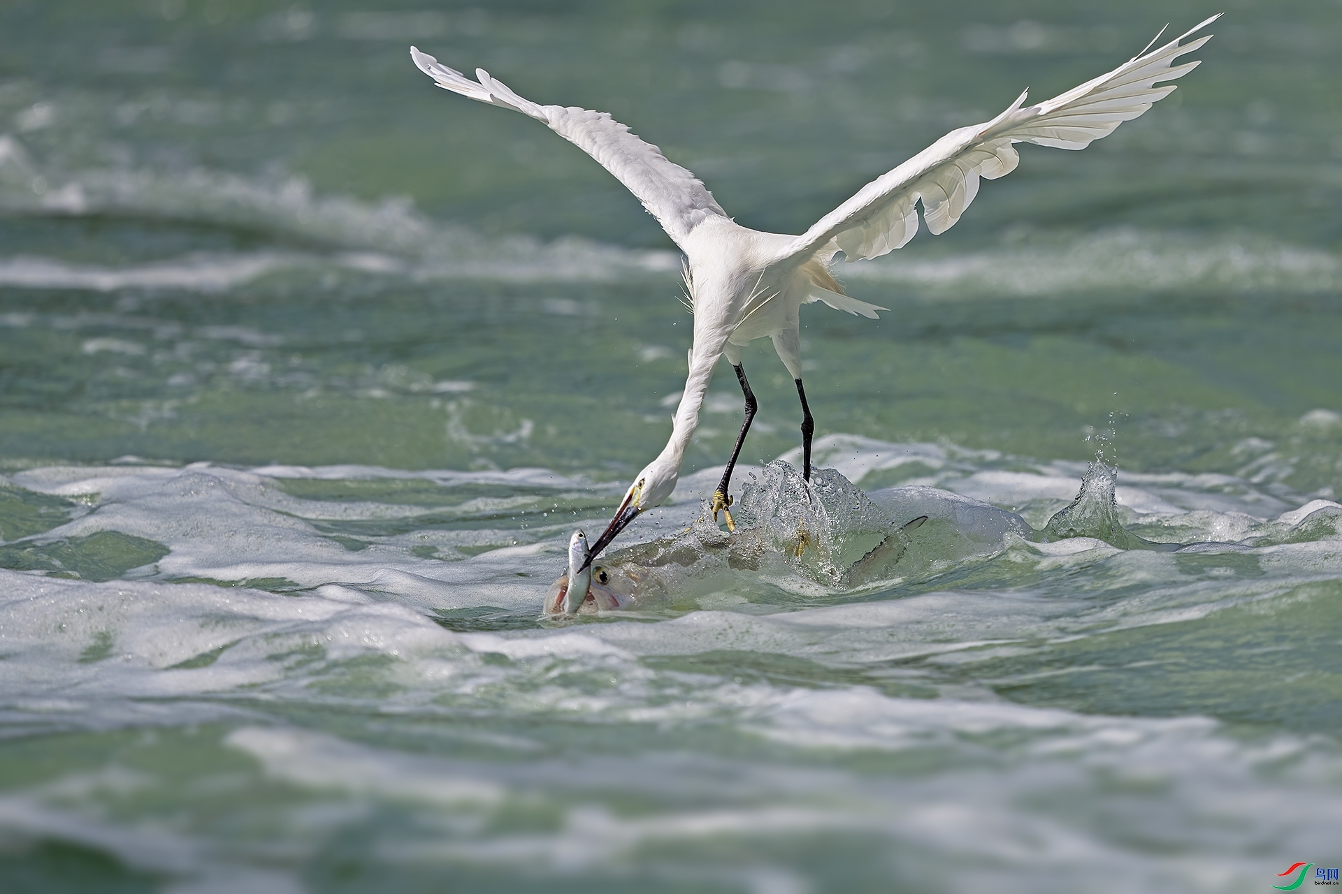 ��ڶ�ʳ ���� ���ž��� ����.jpg