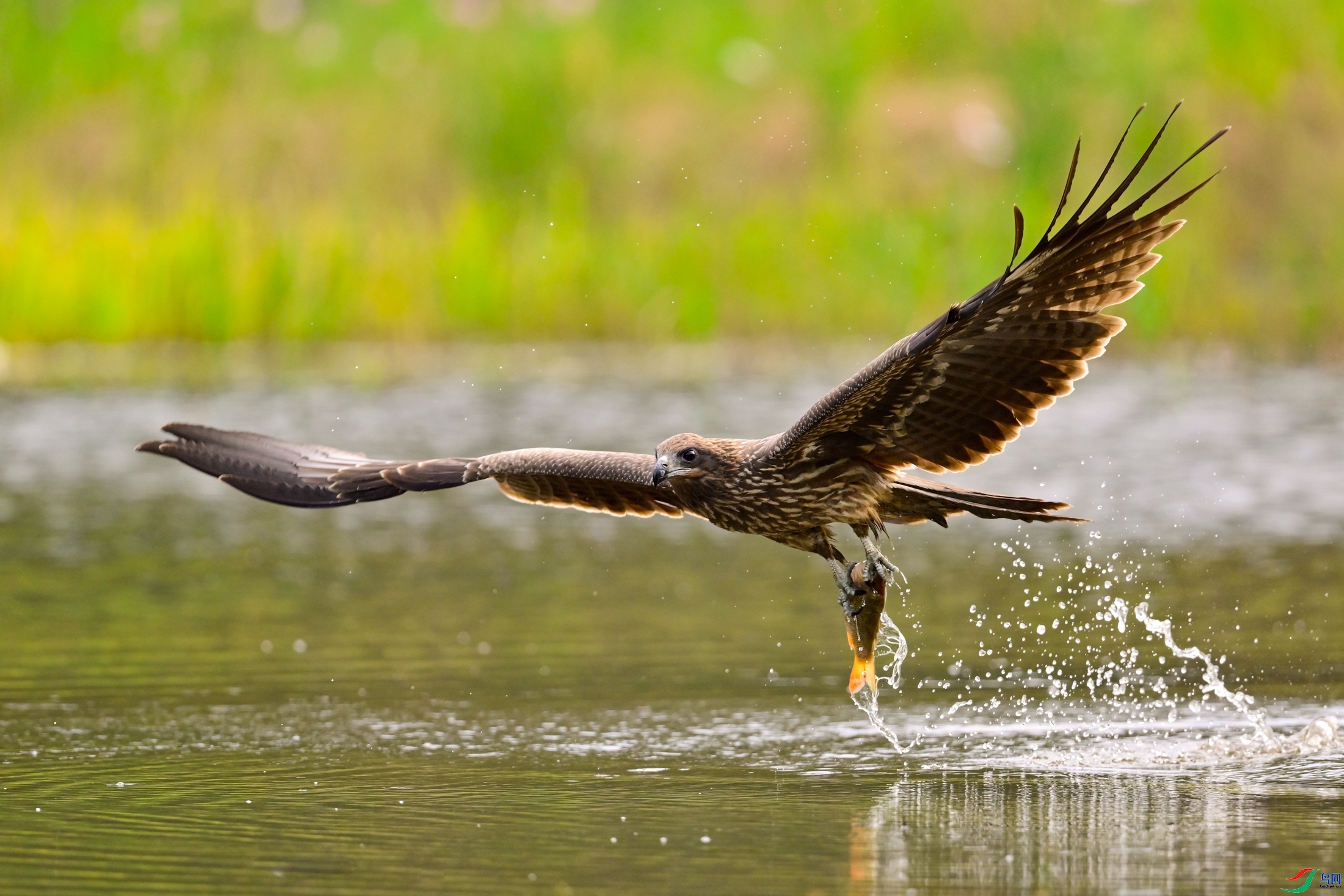 ������  ���� �������-����  ����.jpeg