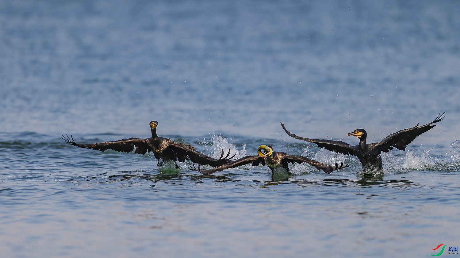 ��������ջ�