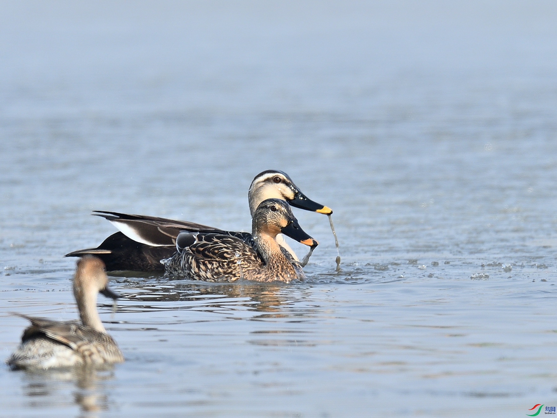 DSC_2061.JPG