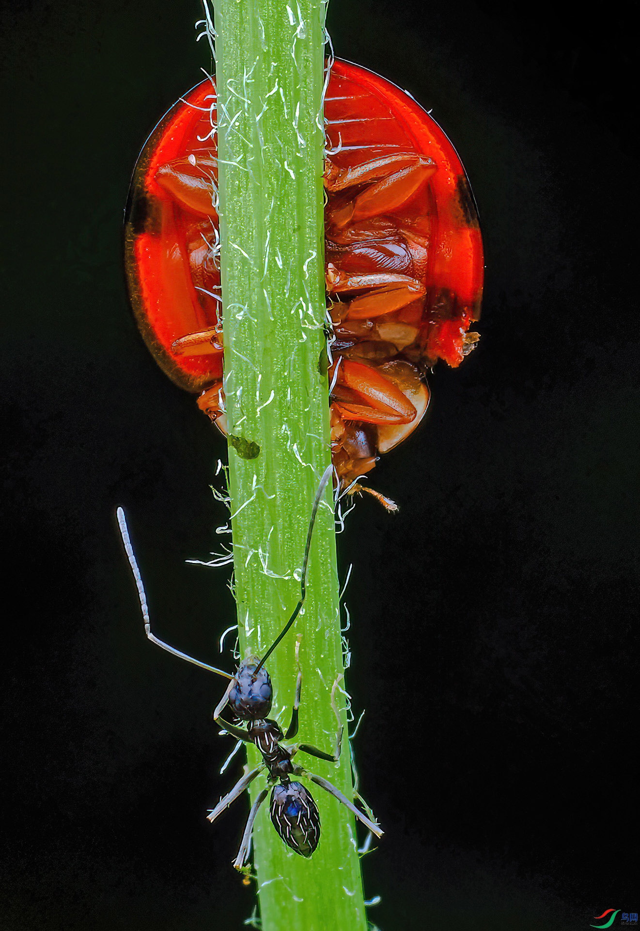 ���ڶ���