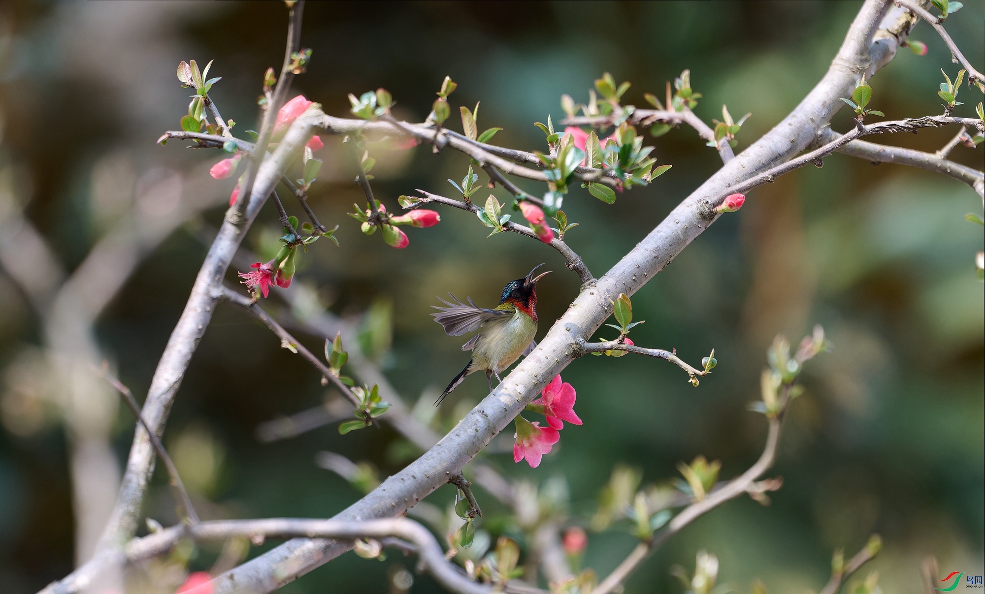 DSC_2737-NEF.jpg