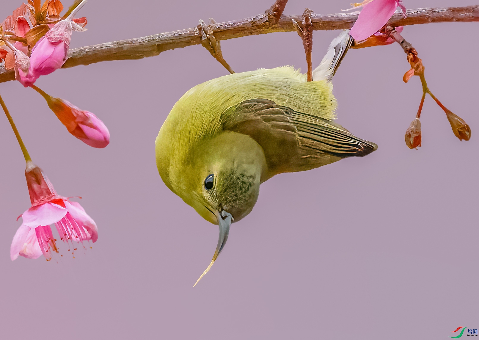 ��β̫����