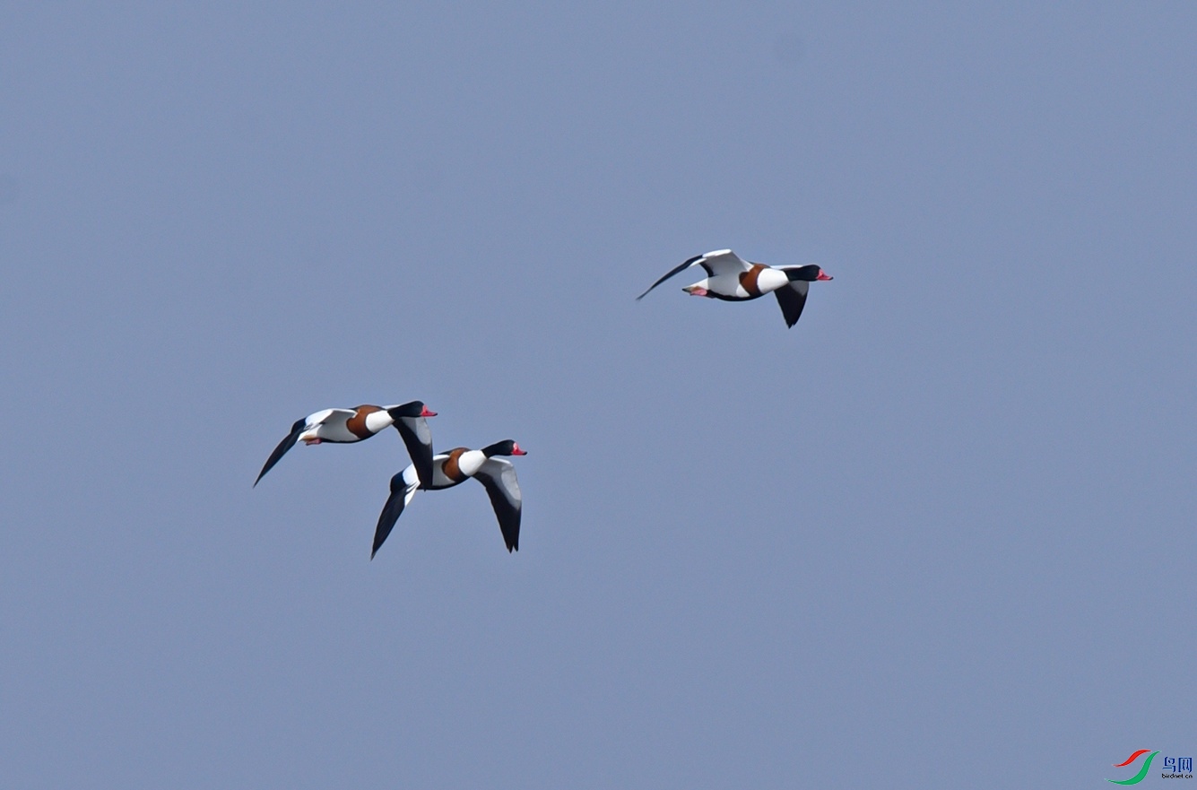 DSC_8109f.jpg