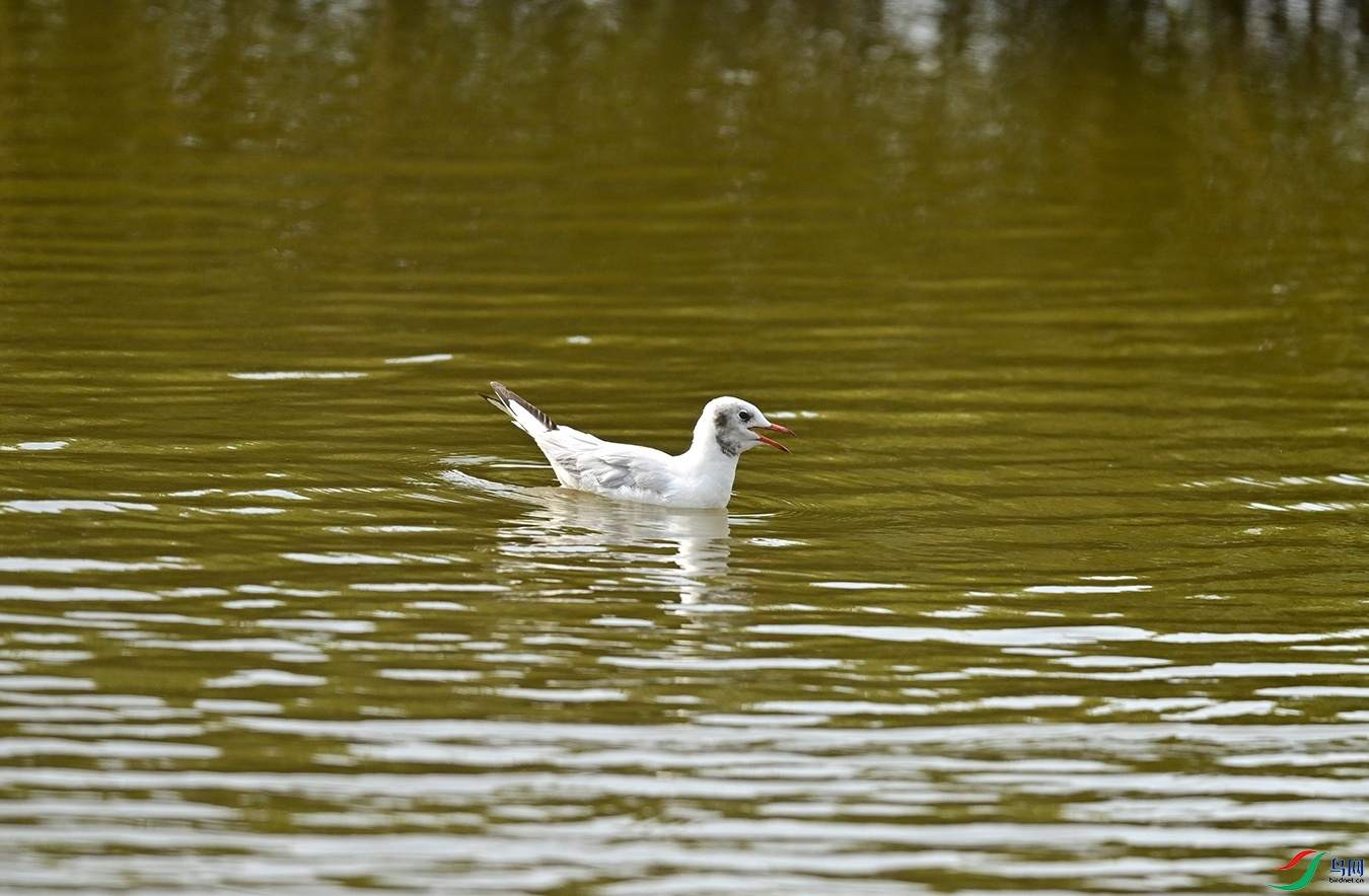 _DSC0257f.jpg