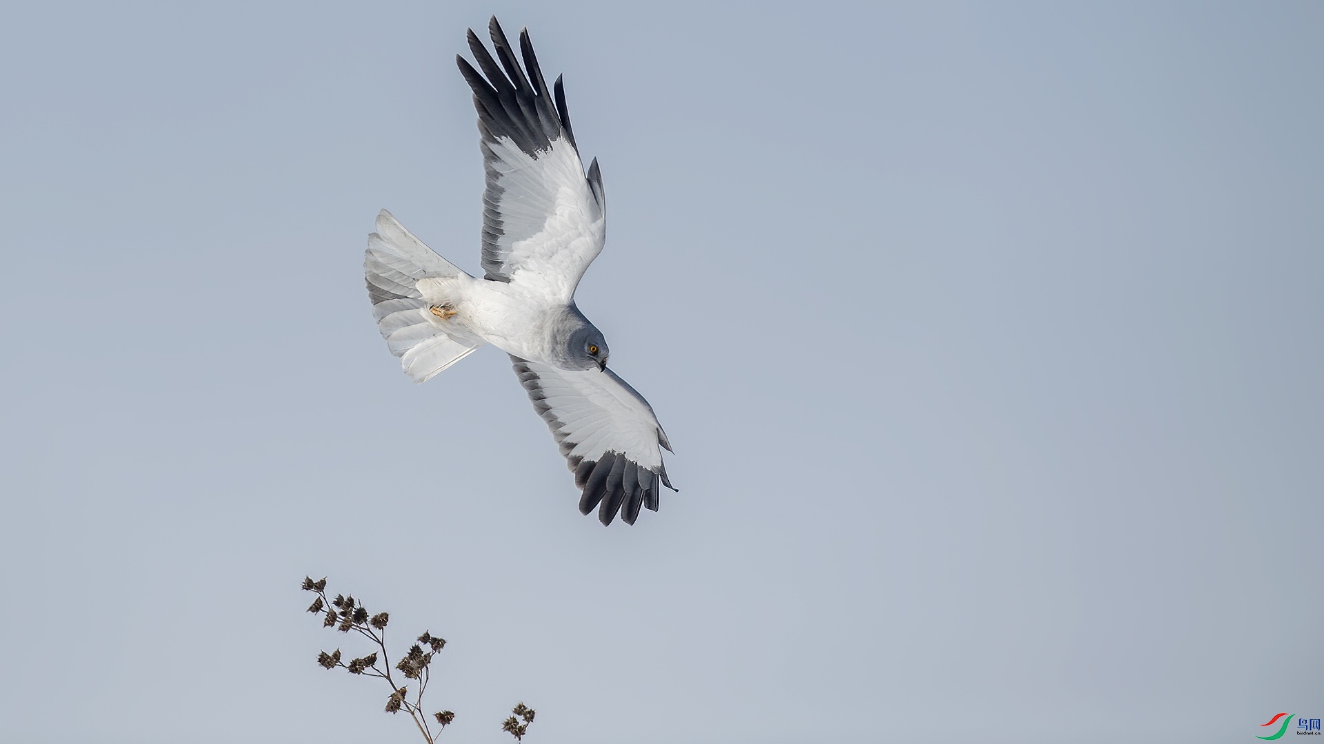 DSC_6n779.jpg