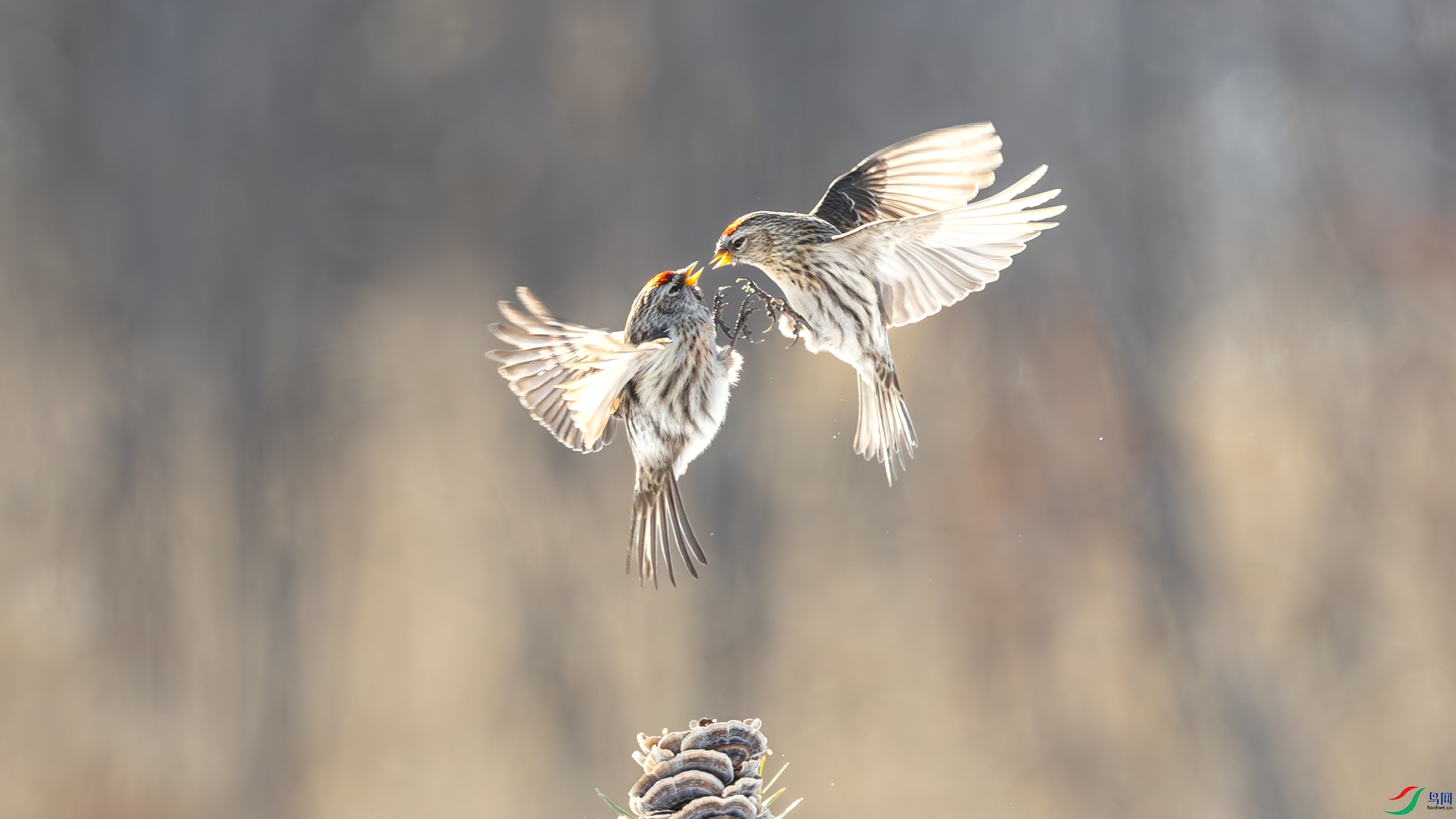 6C3A2728-����ǿ-NR.jpg