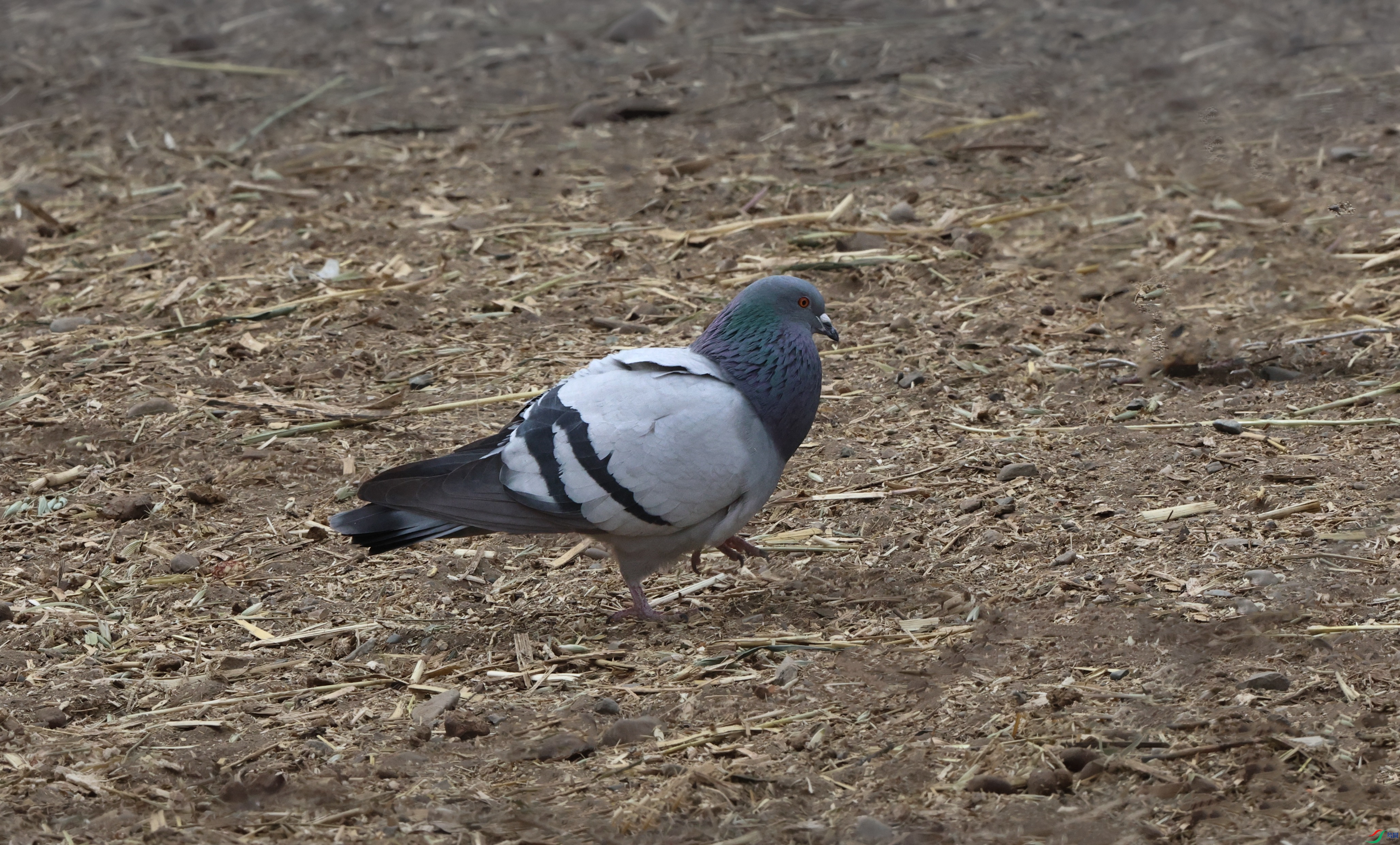 7X5A1357 - ����.JPG